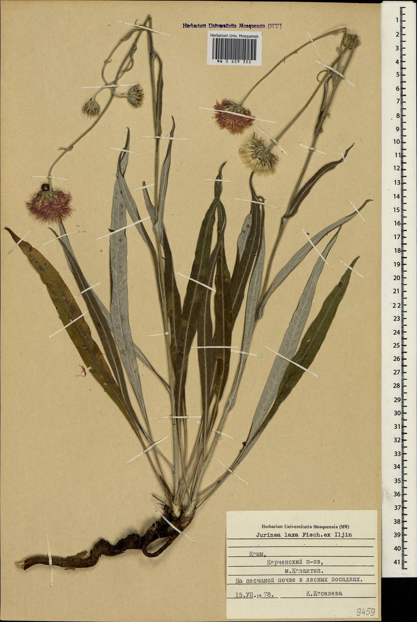 Jurinea longifolia DC., Crimea (KRYM) (Russia)