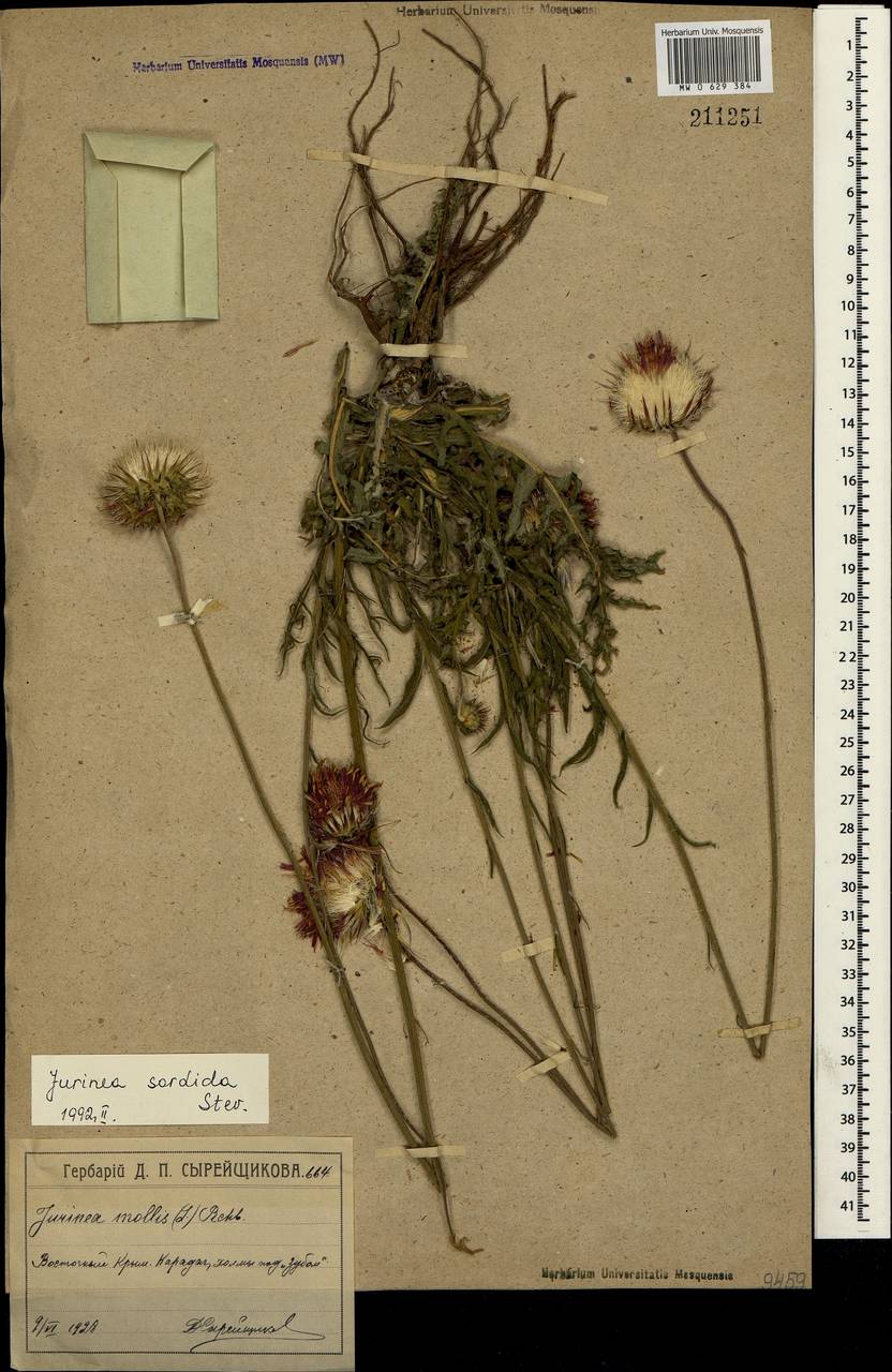 Jurinea ledebourii Bunge, Crimea (KRYM) (Russia)