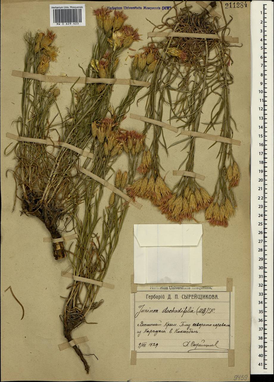 Jurinea stoechadifolia (M. Bieb.) DC., Crimea (KRYM) (Russia)