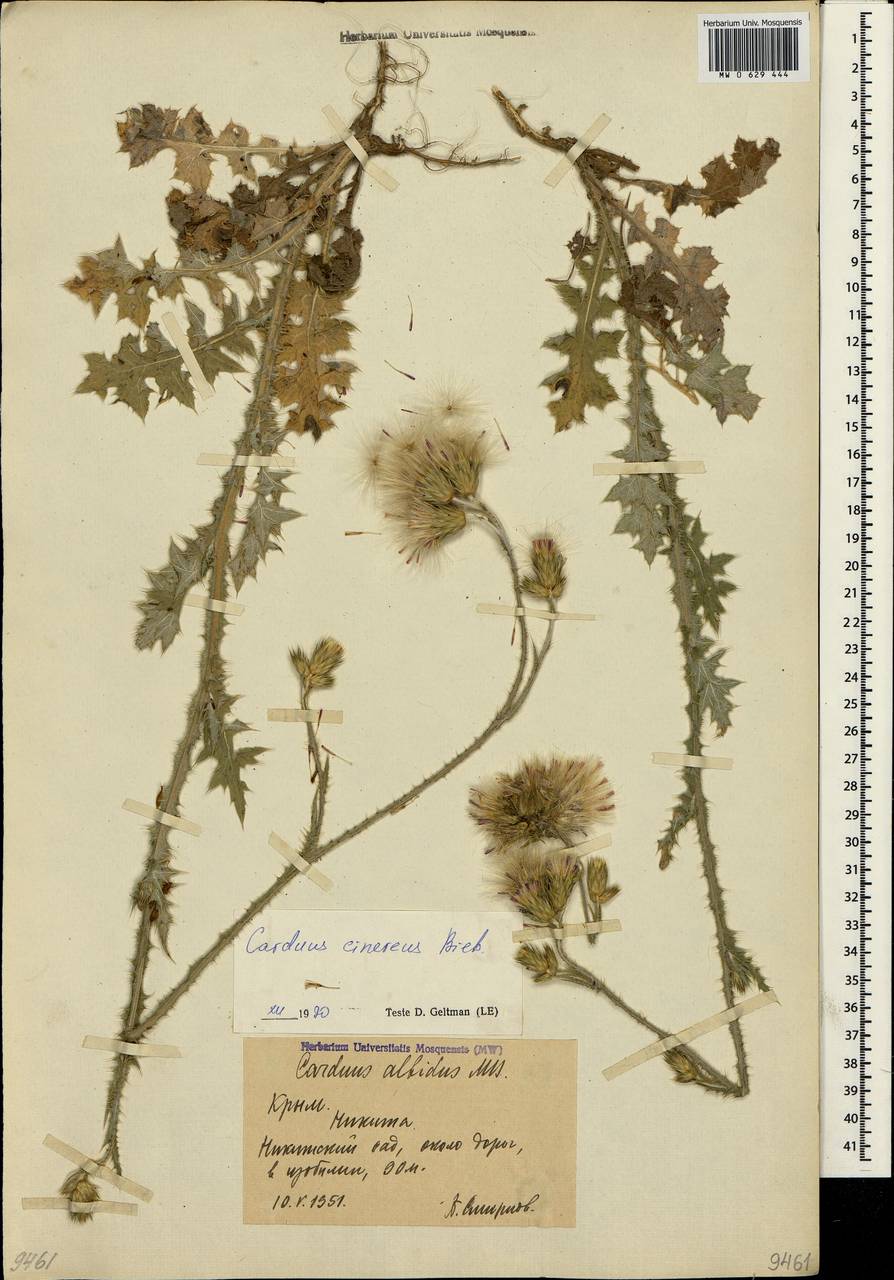 Carduus arabicus subsp. cinereus (M.Bieb.) Kazmi, Crimea (KRYM) (Russia)