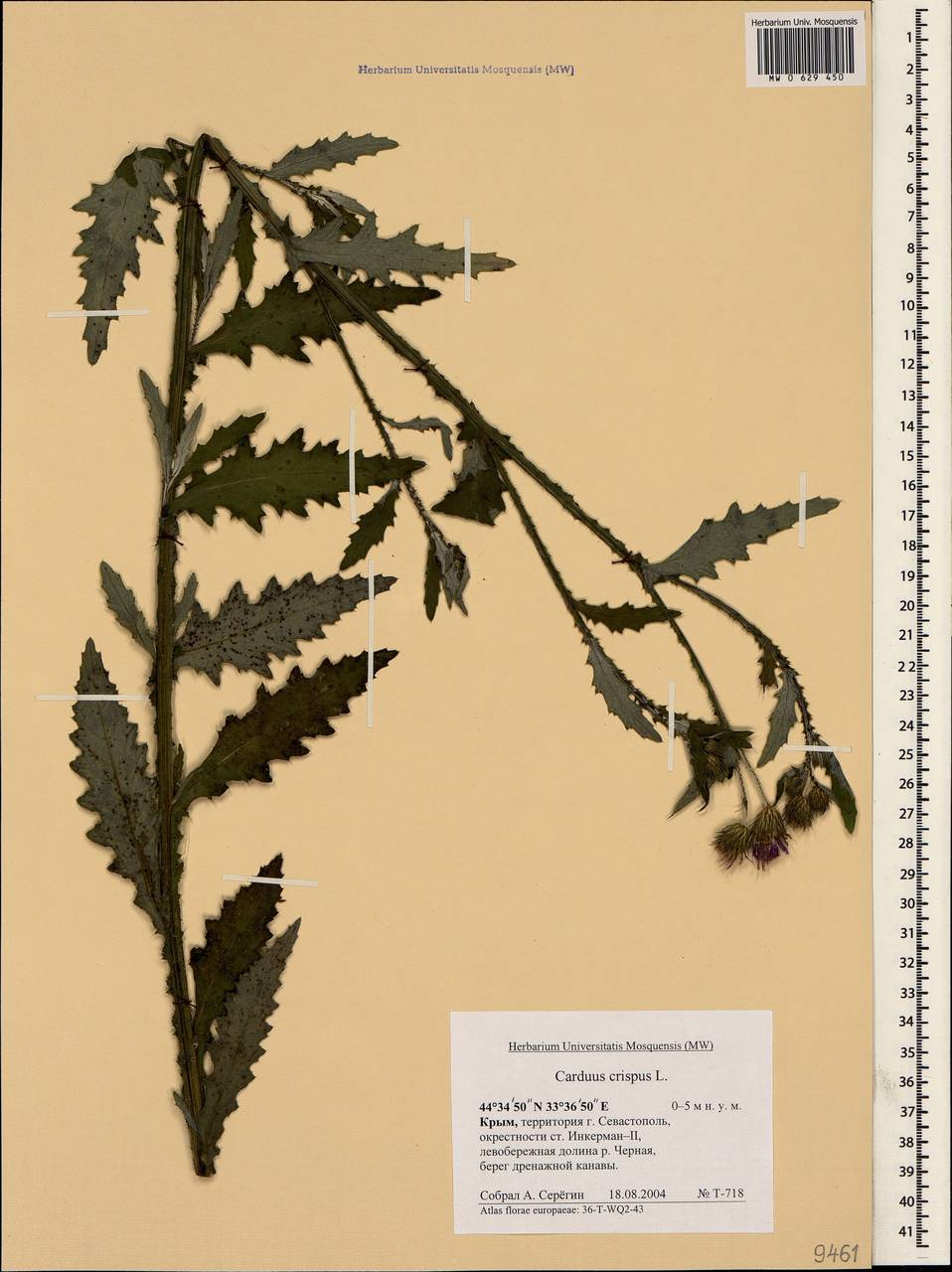 Carduus crispus L., Crimea (KRYM) (Russia)