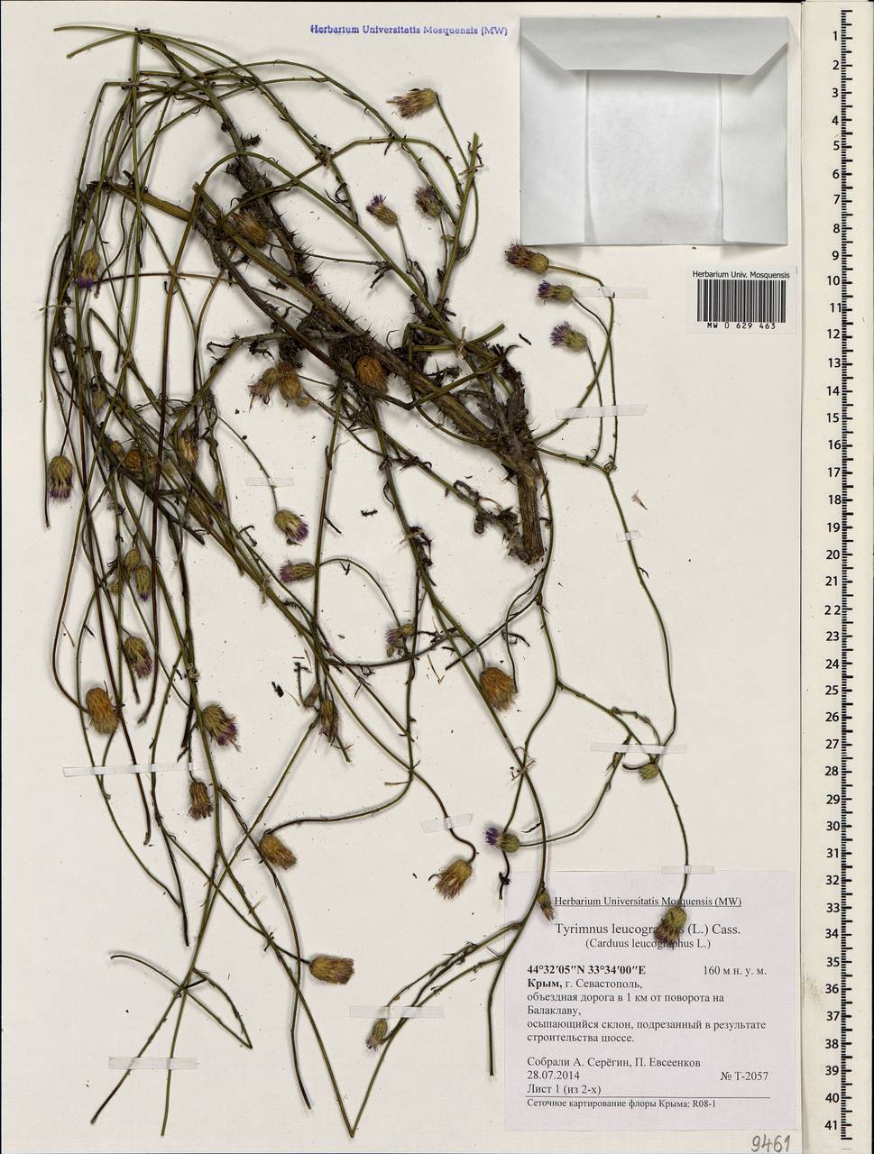 Tyrimnus leucographus (L.) Cass., Crimea (KRYM) (Russia)