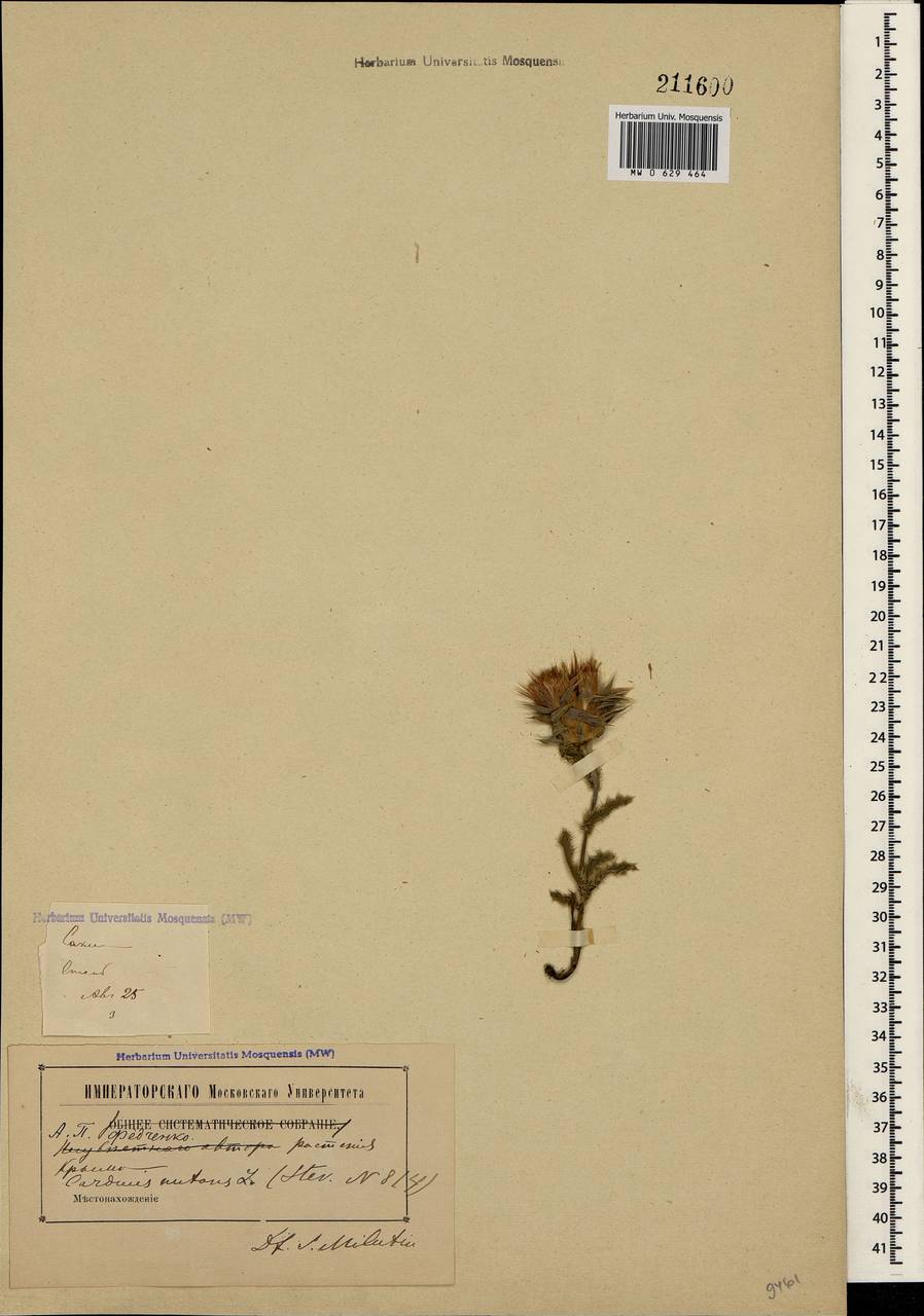 Carduus nutans subsp. leiophyllus (Petrovic) Arènes, Crimea (KRYM) (Russia)