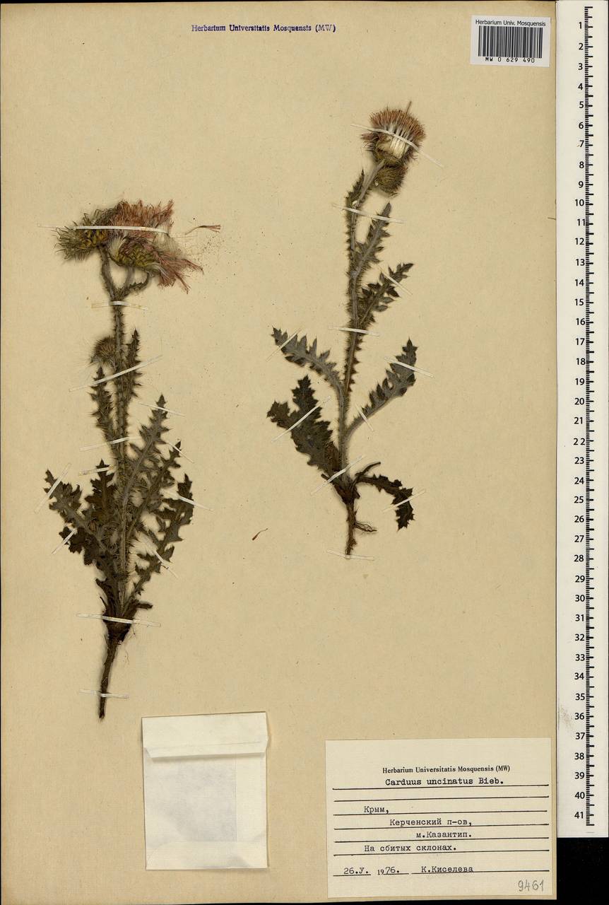 Carduus uncinatus M. Bieb., Crimea (KRYM) (Russia)
