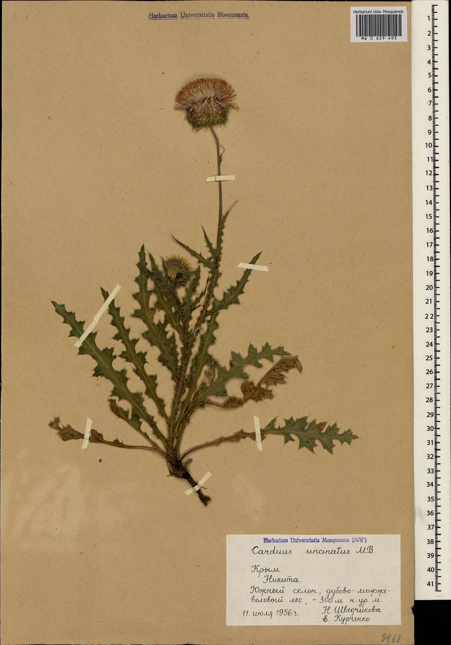 Carduus uncinatus M. Bieb., Crimea (KRYM) (Russia)