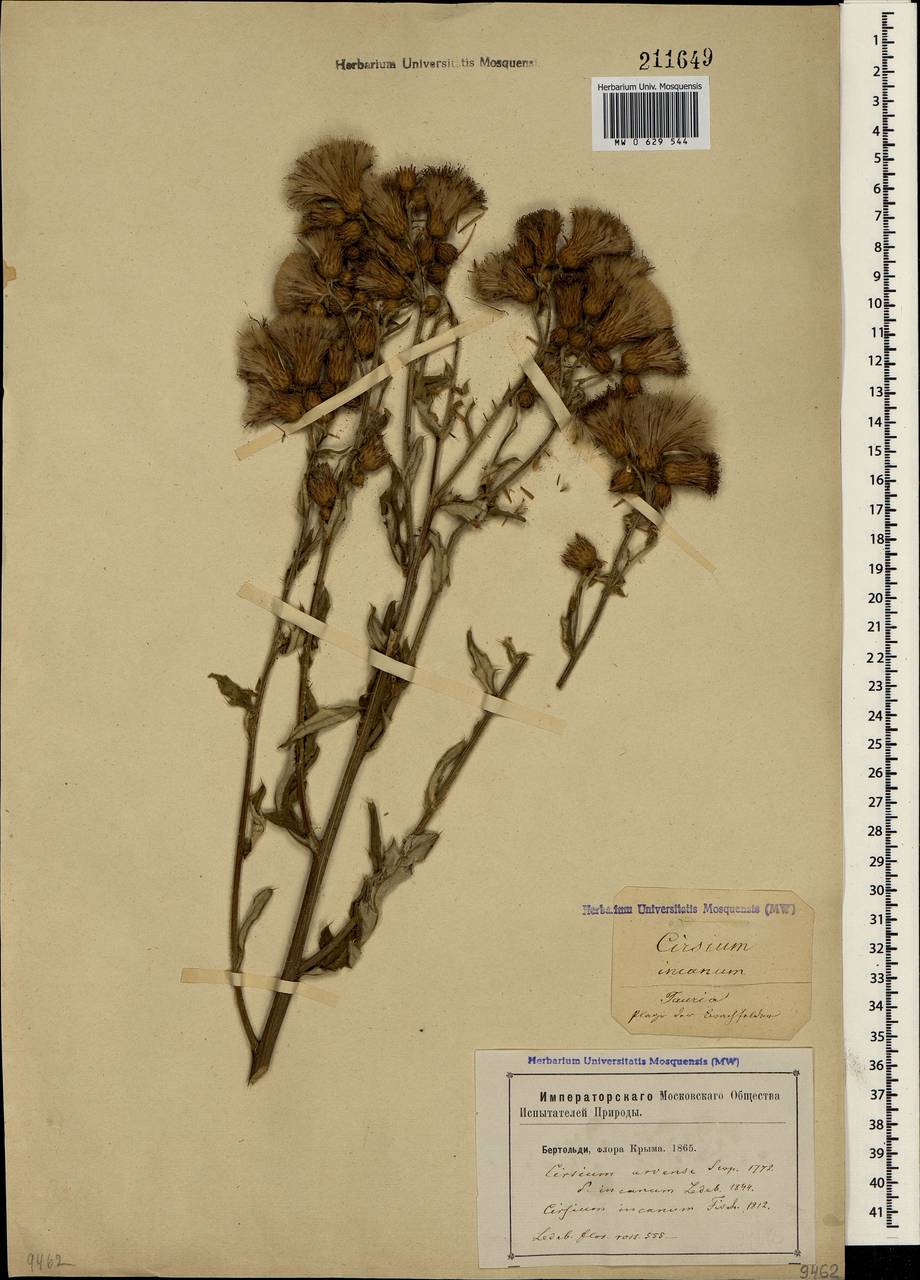 Cirsium arvense var. vestitum Wimm. & Grab., Crimea (KRYM) (Russia)