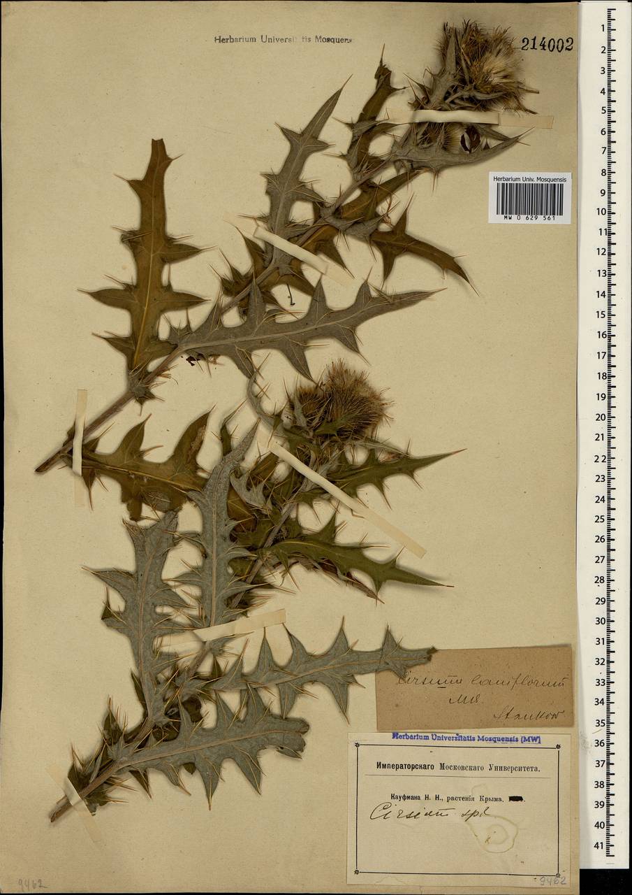 Lophiolepis laniflora (M. Bieb.) Del Guacchio, Bures, Iamonico & P. Caputo, Crimea (KRYM) (Russia)