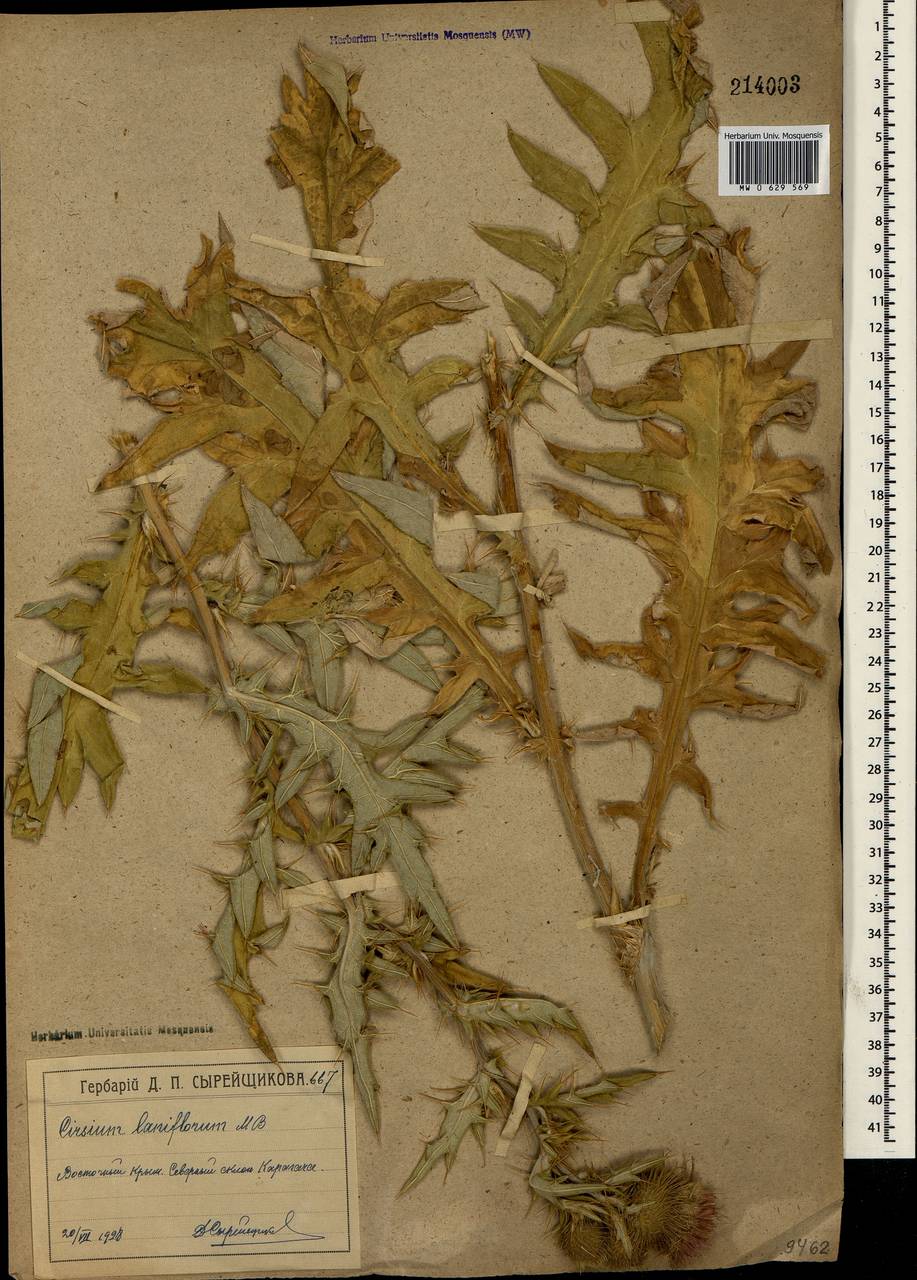 Lophiolepis laniflora (M. Bieb.) Del Guacchio, Bures, Iamonico & P. Caputo, Crimea (KRYM) (Russia)