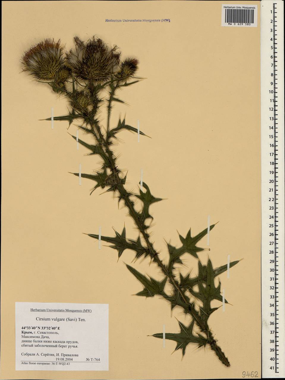 Cirsium vulgare (Savi) Ten., Crimea (KRYM) (Russia)