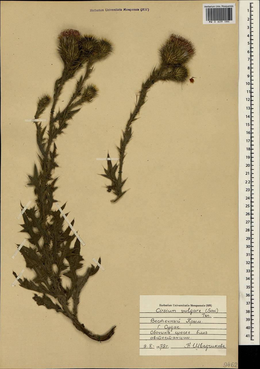 Cirsium vulgare (Savi) Ten., Crimea (KRYM) (Russia)
