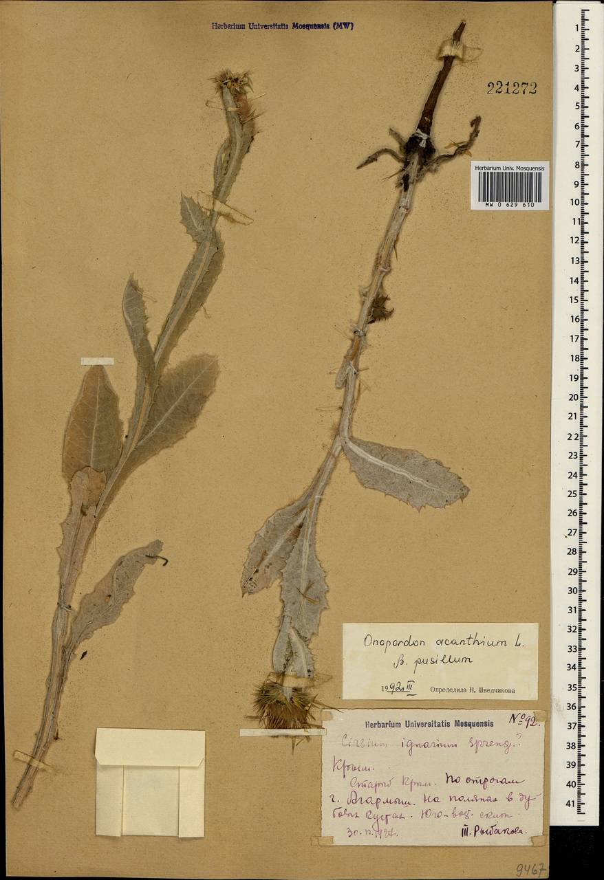 Onopordum acanthium L., Crimea (KRYM) (Russia)