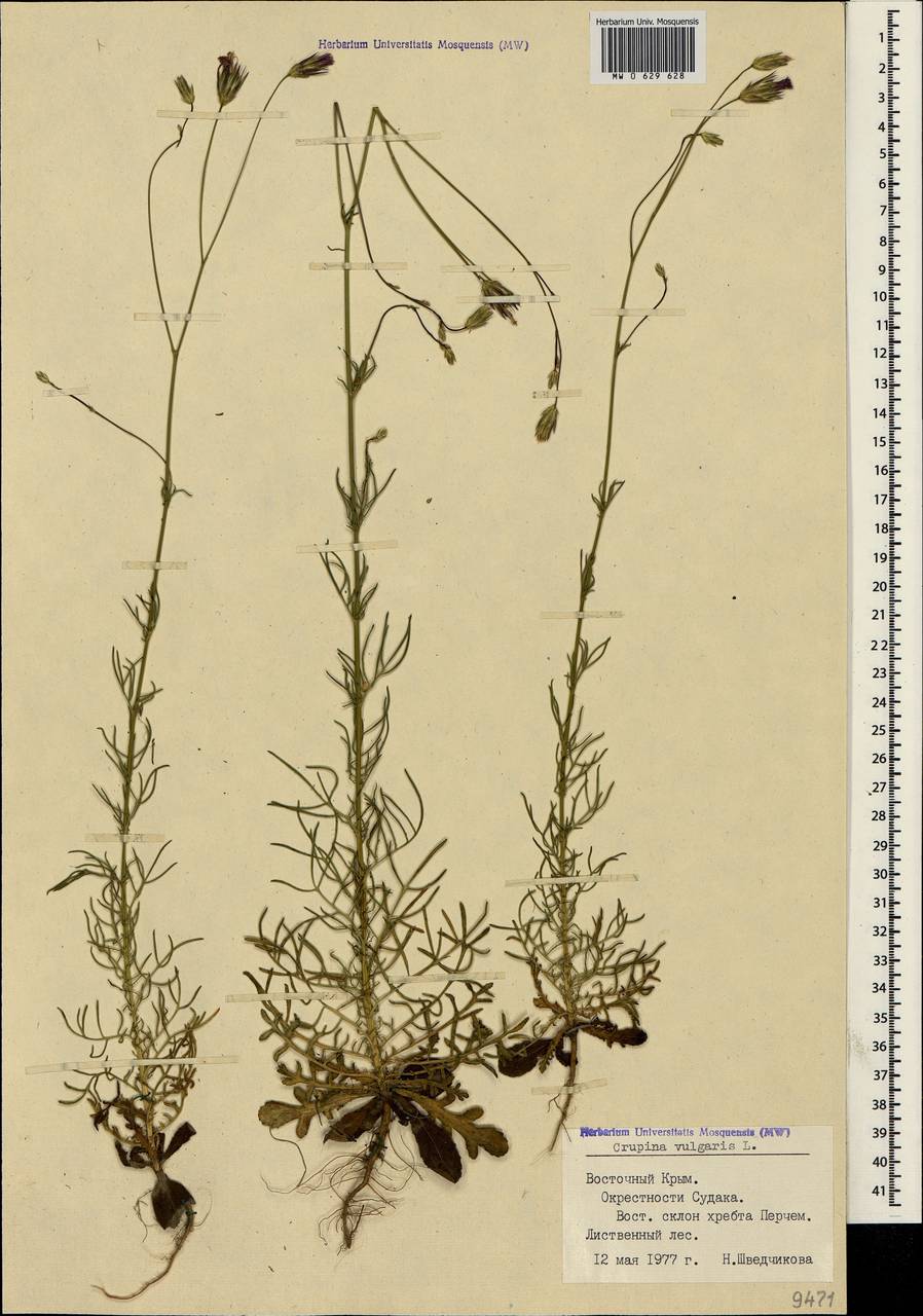 Crupina vulgaris (Pers.) Cass., Crimea (KRYM) (Russia)