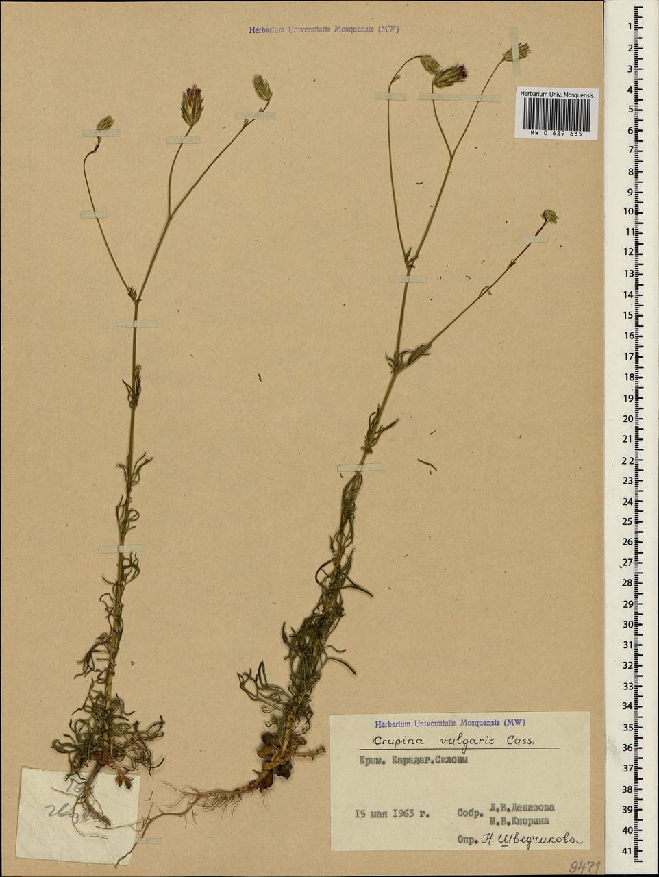 Crupina vulgaris (Pers.) Cass., Crimea (KRYM) (Russia)