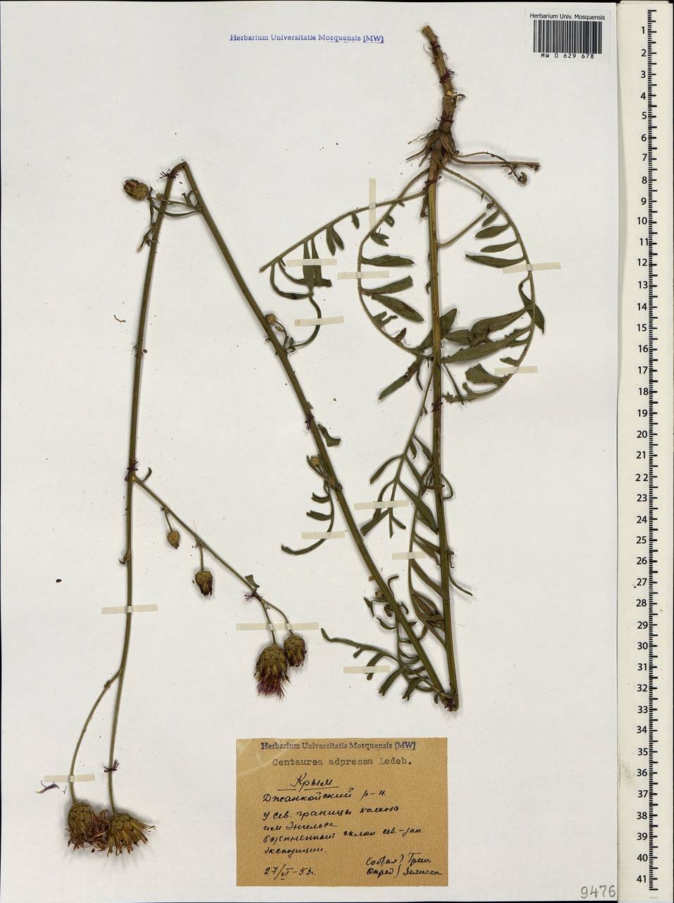 Centaurea adpressa Ledeb., Crimea (KRYM) (Russia)