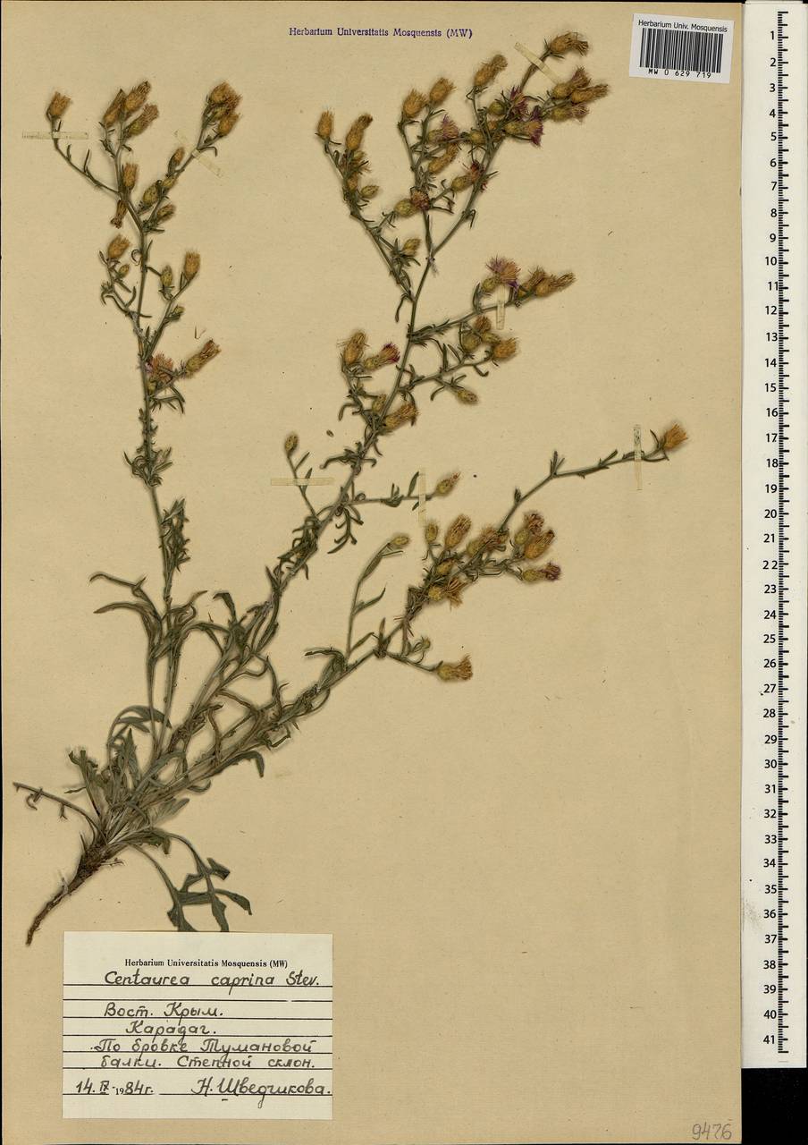 Centaurea caprina Stev., Crimea (KRYM) (Russia)