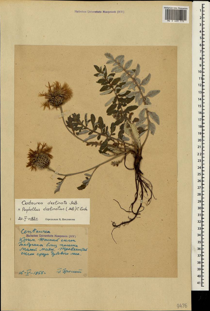 Psephellus declinatus C. Koch, Crimea (KRYM) (Russia)