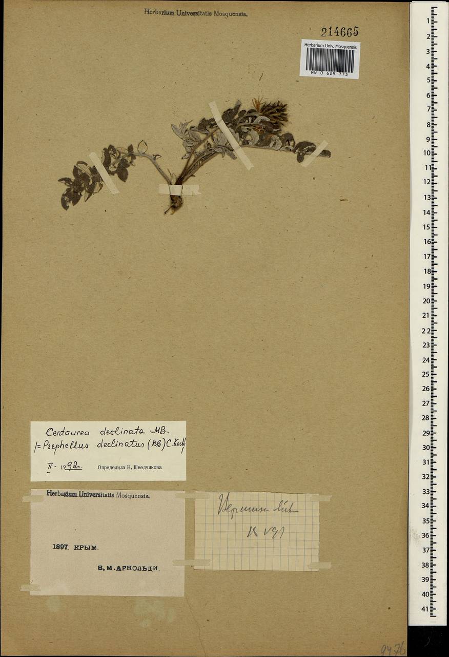 Psephellus declinatus C. Koch, Crimea (KRYM) (Russia)