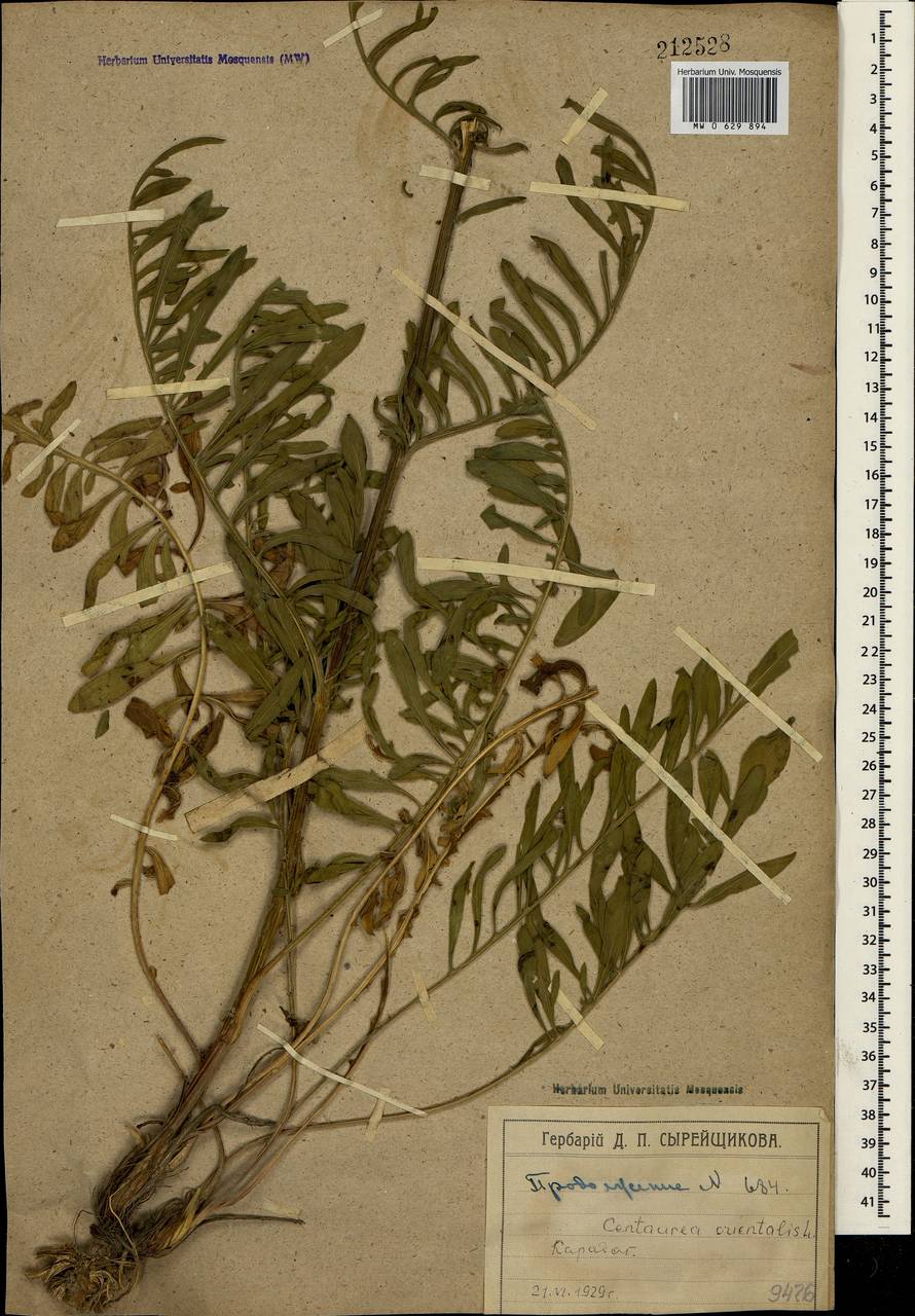 Centaurea orientalis L., Crimea (KRYM) (Russia)