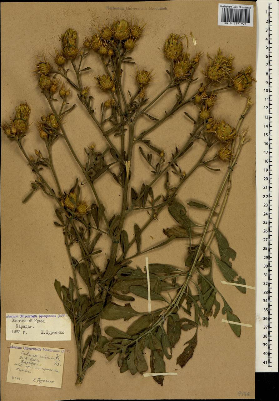 Centaurea salonitana Vis., Crimea (KRYM) (Russia)