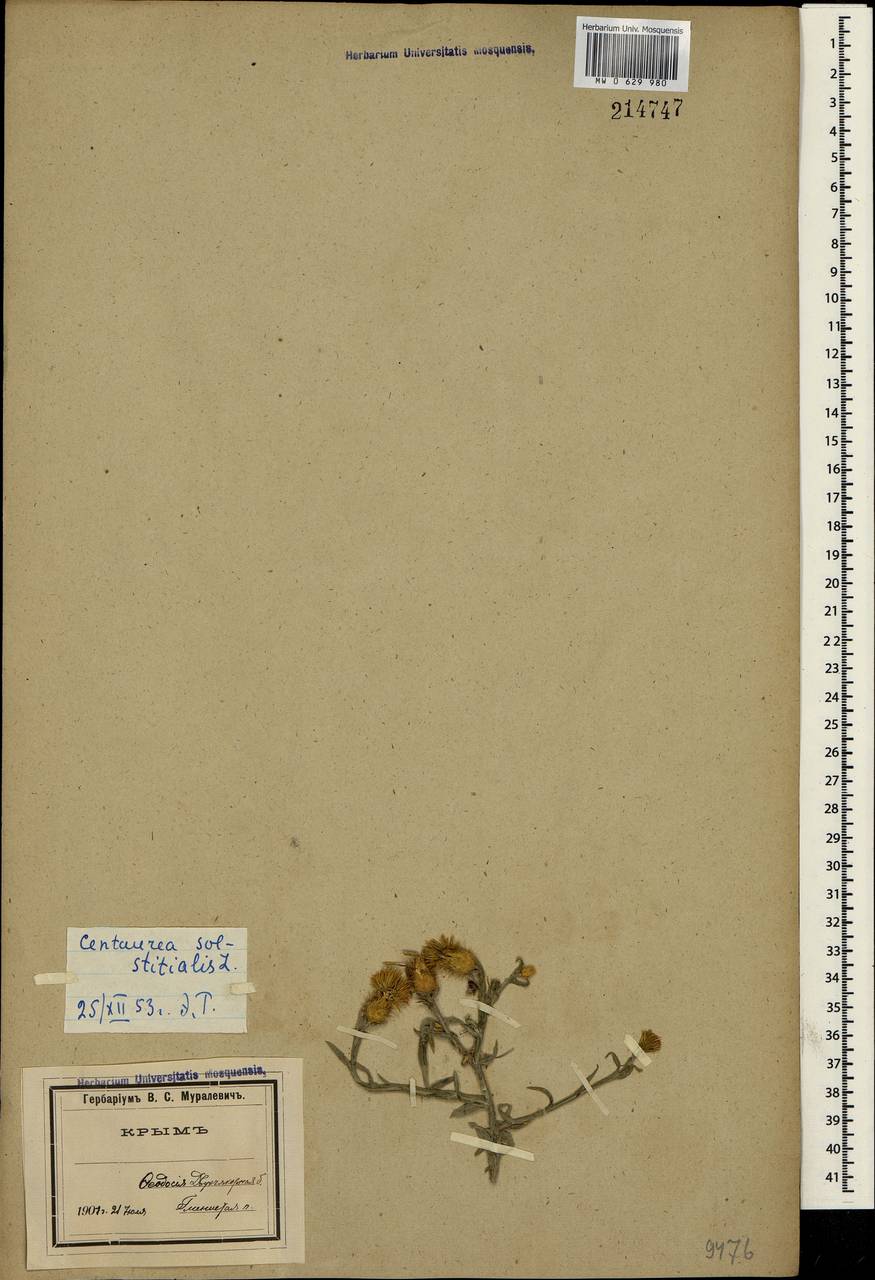 Centaurea solstitialis L., Crimea (KRYM) (Russia)