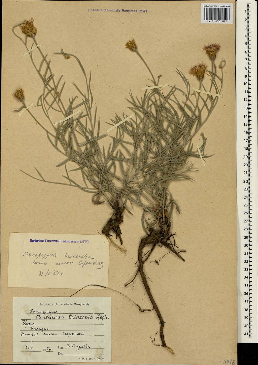 Psephellus trinervius (Willd.) Wagenitz, Crimea (KRYM) (Russia)
