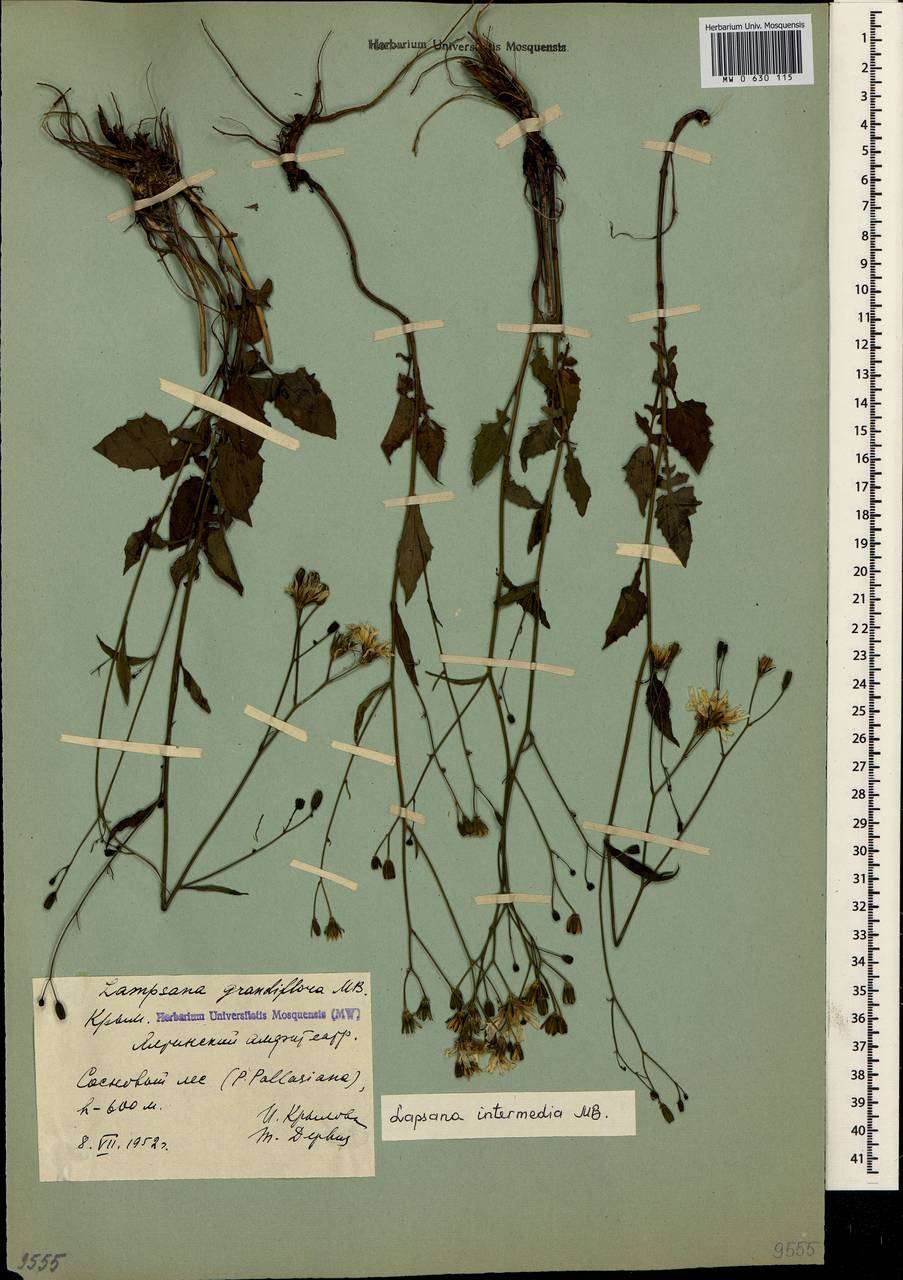 Lapsana communis subsp. intermedia (M. Bieb.) Hayek, Crimea (KRYM) (Russia)