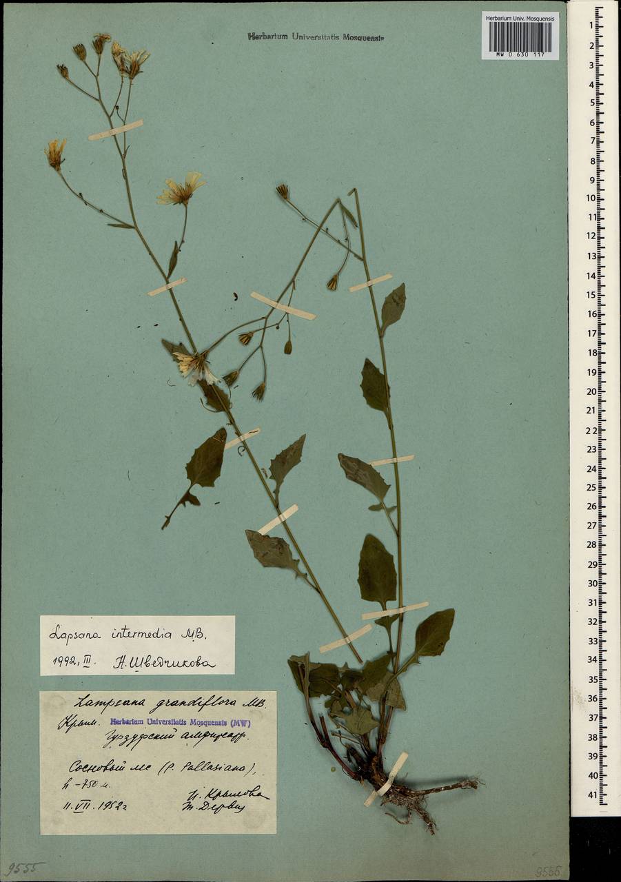 Lapsana communis subsp. intermedia (M. Bieb.) Hayek, Crimea (KRYM) (Russia)