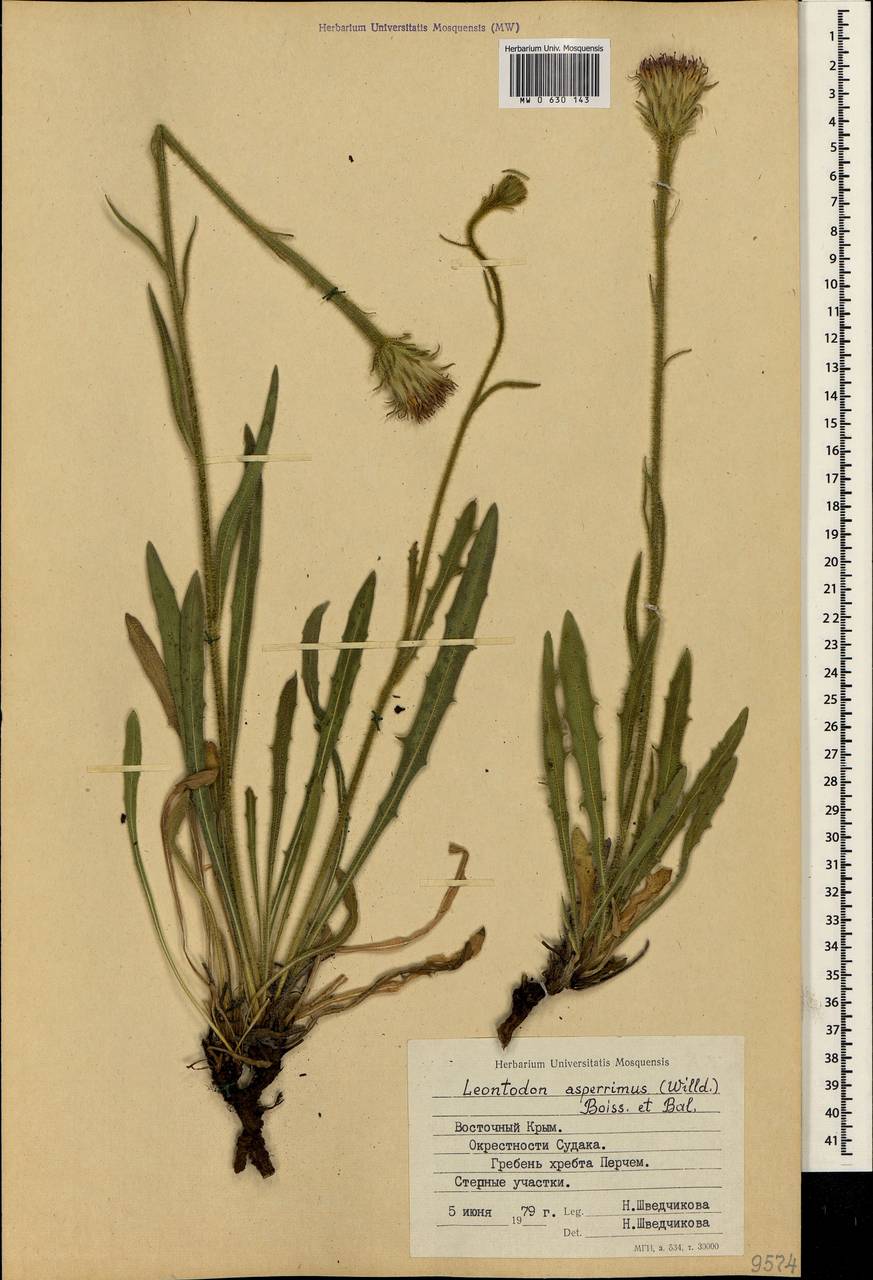 Leontodon asperrimus (Willd.) Boiss. ex Ball, Crimea (KRYM) (Russia)