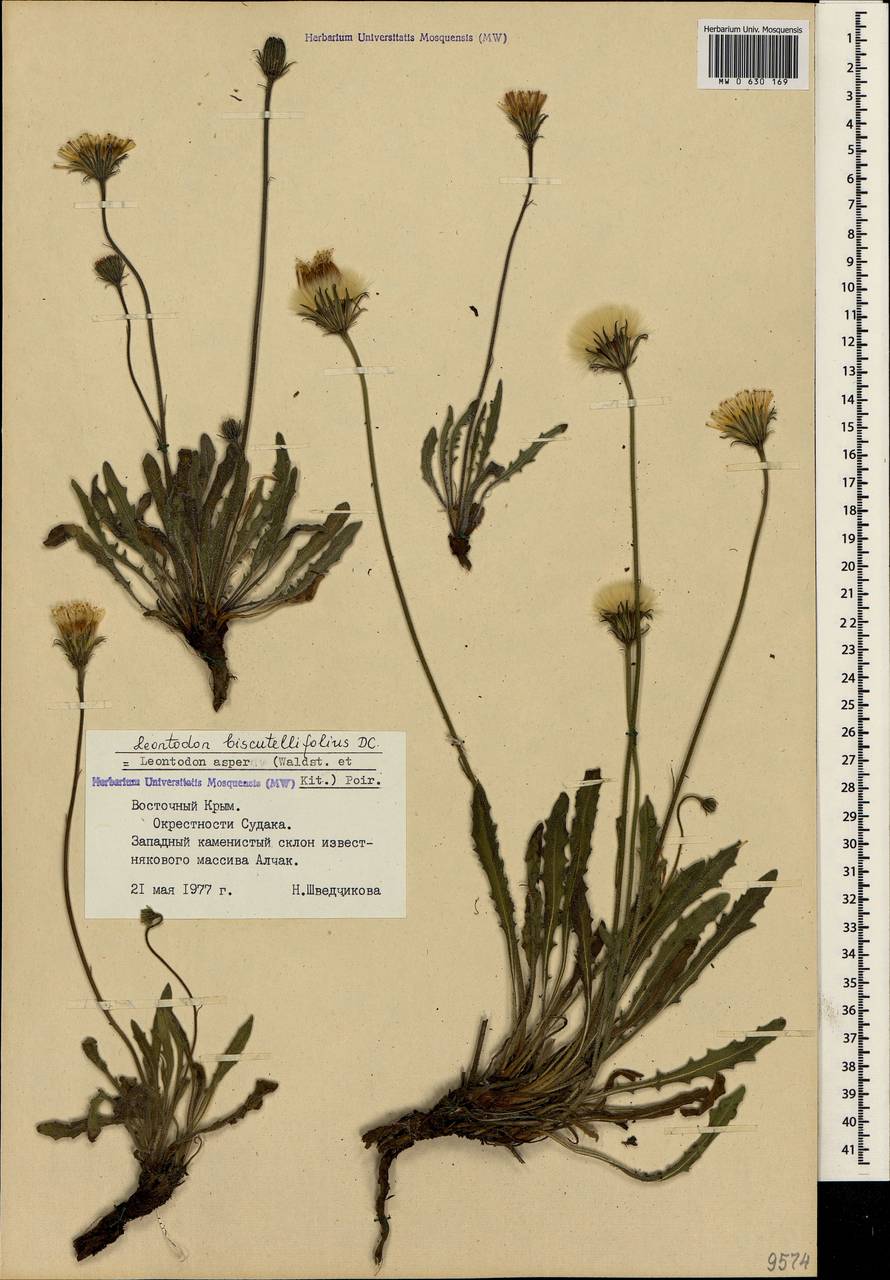Leontodon biscutellifolius DC., Crimea (KRYM) (Russia)