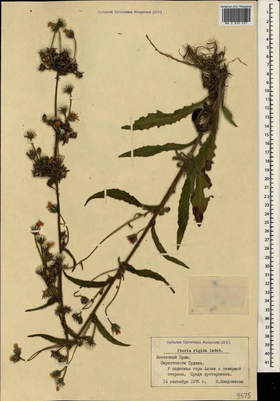 Picris hieracioides subsp. hieracioides, Crimea (KRYM) (Russia)
