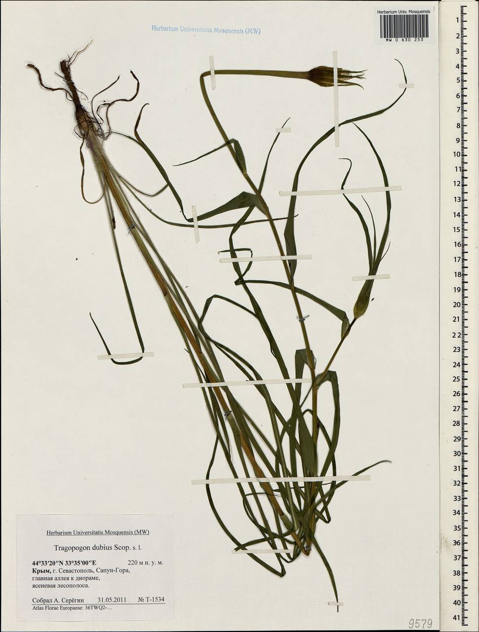 Tragopogon dubius Scop., Crimea (KRYM) (Russia)