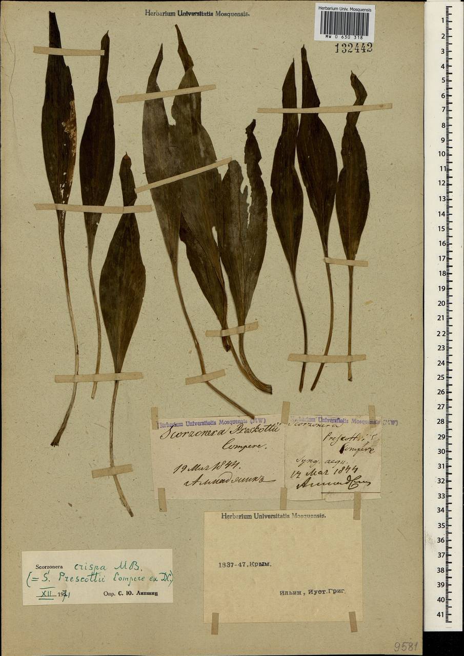 Pseudopodospermum crispatulum (DC.) Zaika, Sukhor. & N. Kilian, Crimea (KRYM) (Russia)