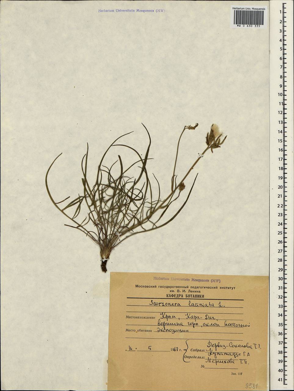 Scorzonera laciniata L., Crimea (KRYM) (Russia)