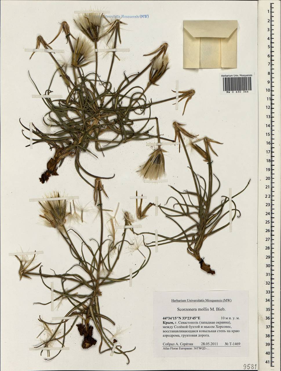 Pseudopodospermum molle (M.Bieb.) Kuth., Crimea (KRYM) (Russia)