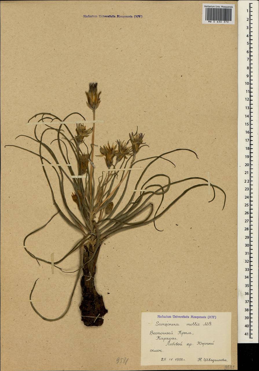 Pseudopodospermum molle (M. Bieb.) Kuth., Crimea (KRYM) (Russia)