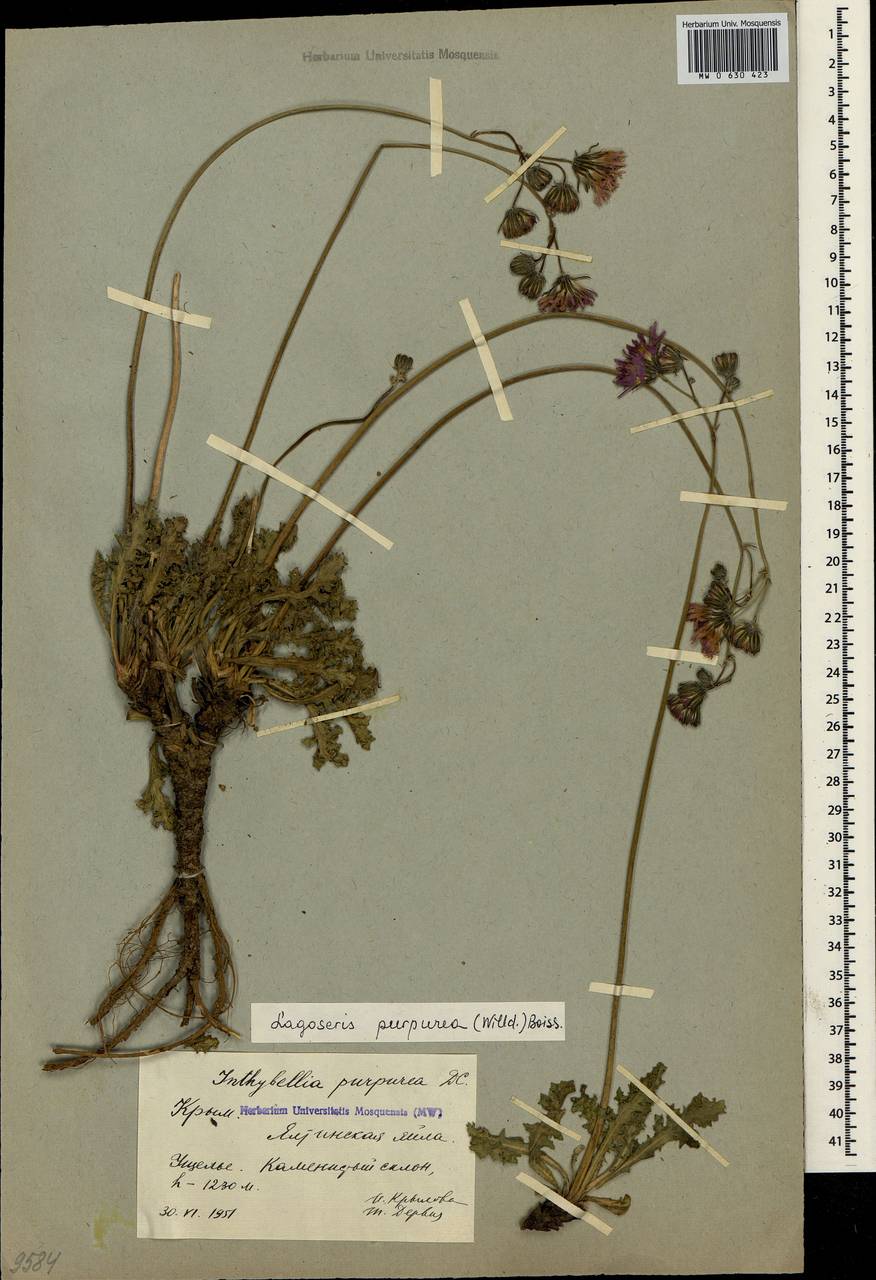 Crepis purpurea (Willd.) M. Bieb., Crimea (KRYM) (Russia)