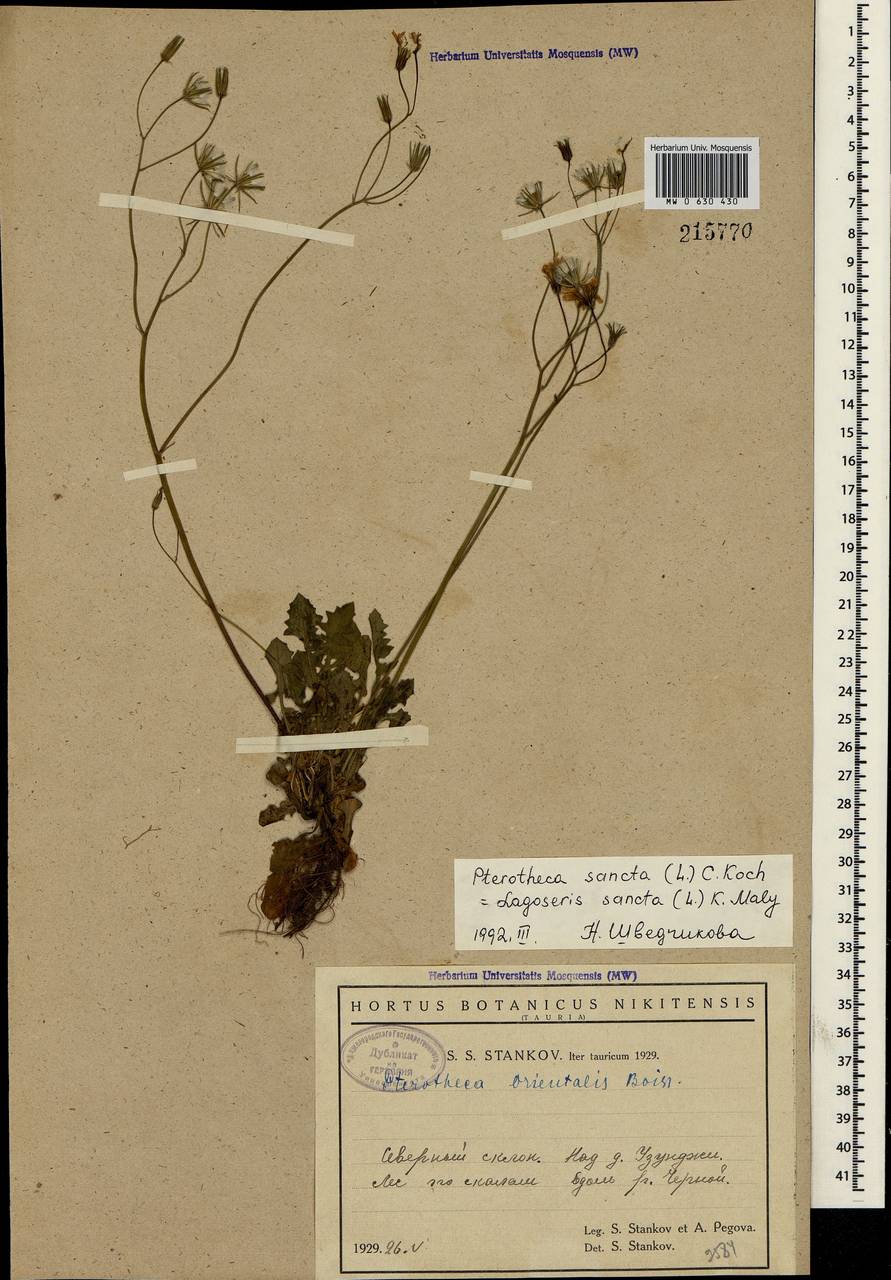 Crepis sancta subsp. sancta, Crimea (KRYM) (Russia)