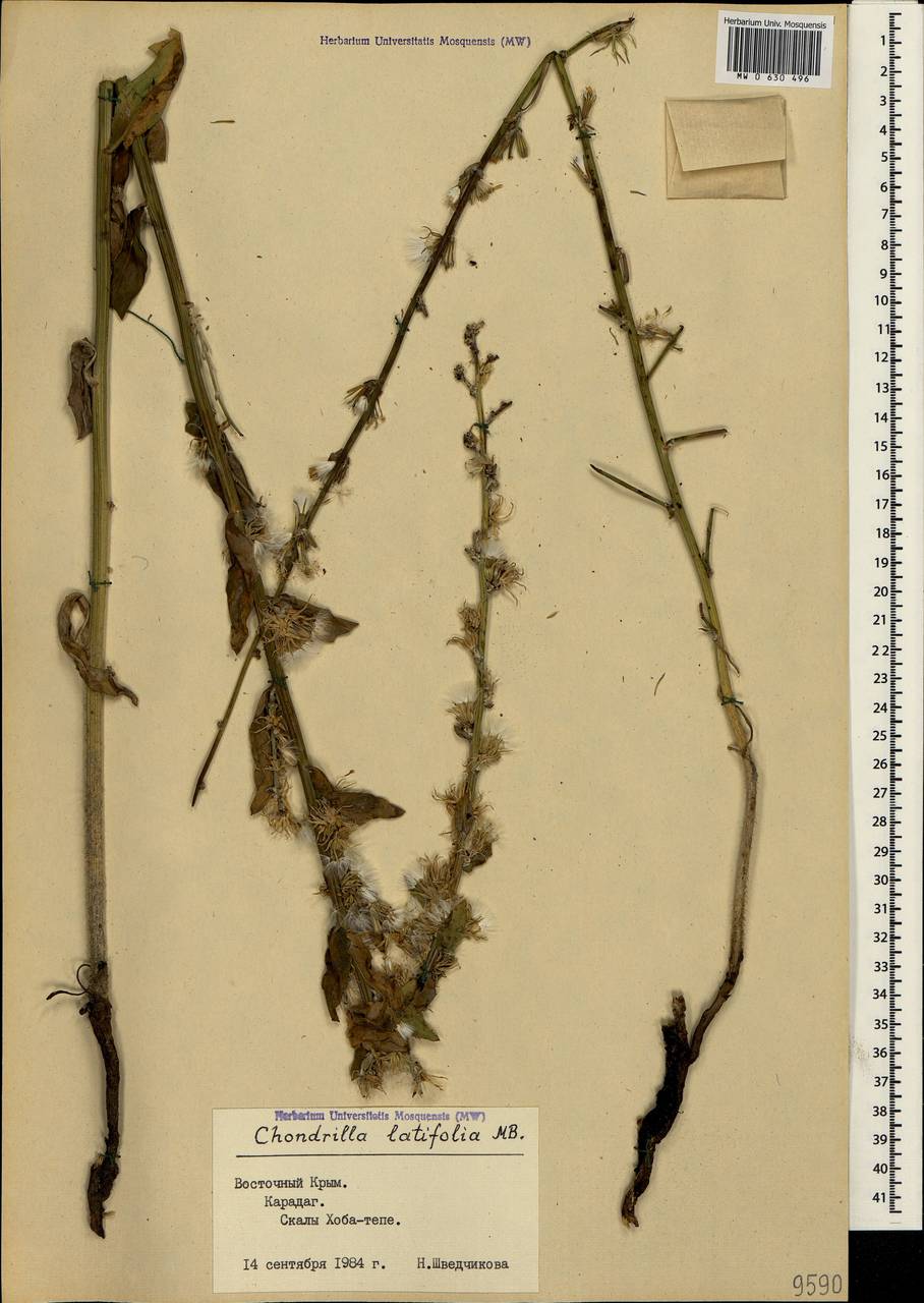 Chondrilla latifolia M. Bieb., Crimea (KRYM) (Russia)