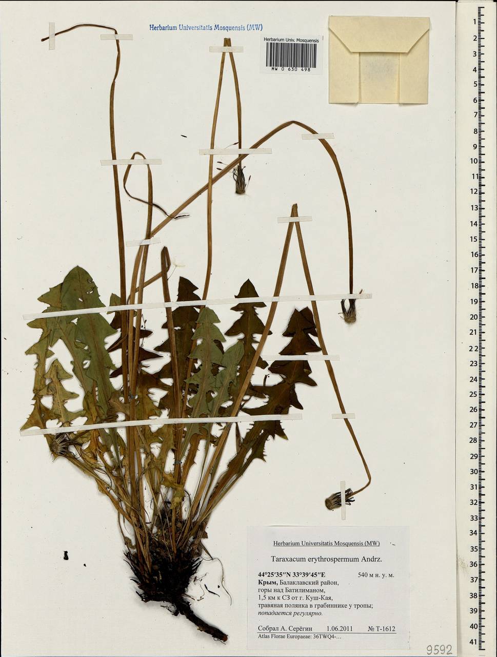 Taraxacum erythrospermum Andrz. ex Besser, Crimea (KRYM) (Russia)