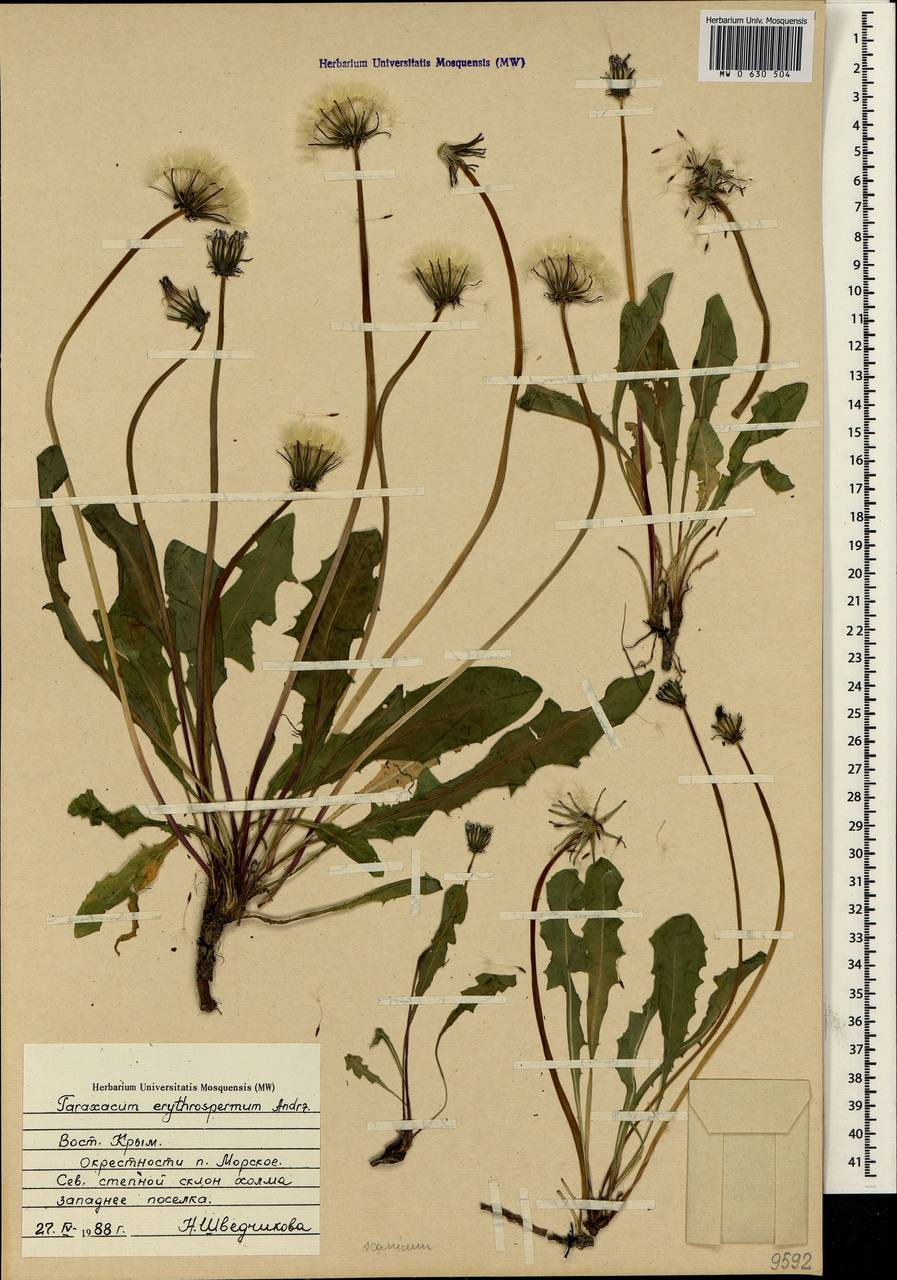 Taraxacum erythrospermum Andrz. ex Besser, Crimea (KRYM) (Russia)