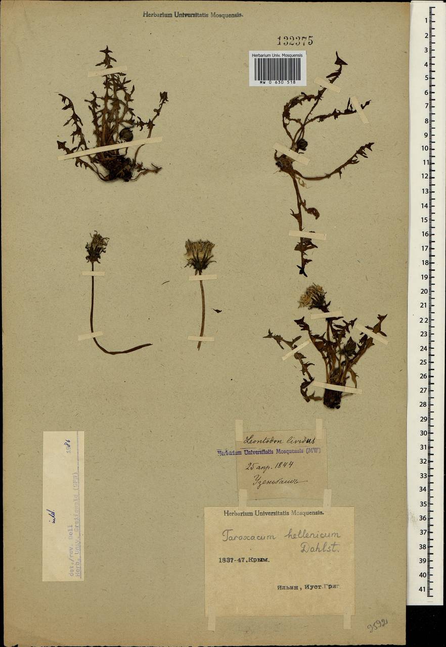 Taraxacum hellenicum Dahlst., Crimea (KRYM) (Russia)