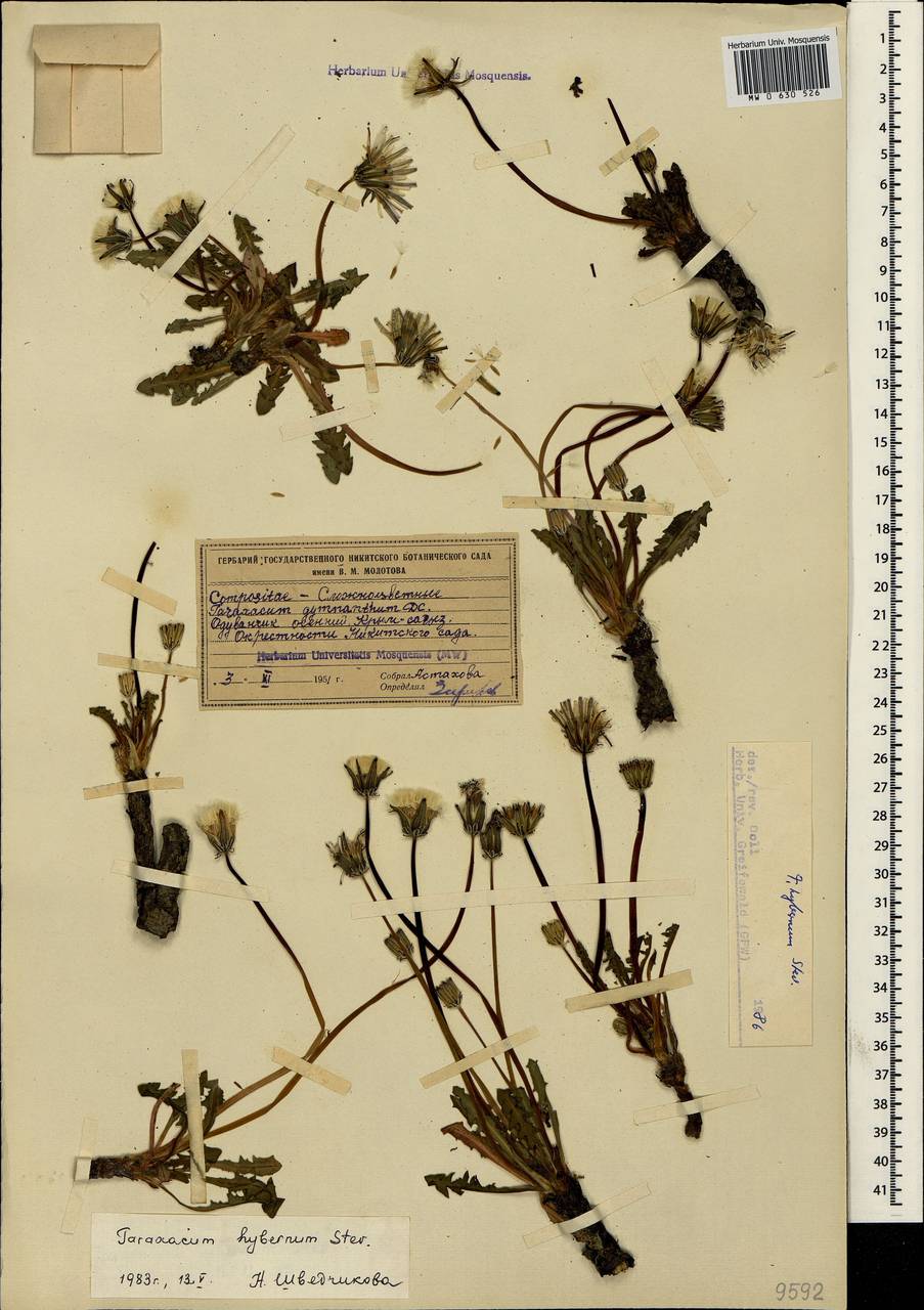 Taraxacum hybernum Stev., Crimea (KRYM) (Russia)