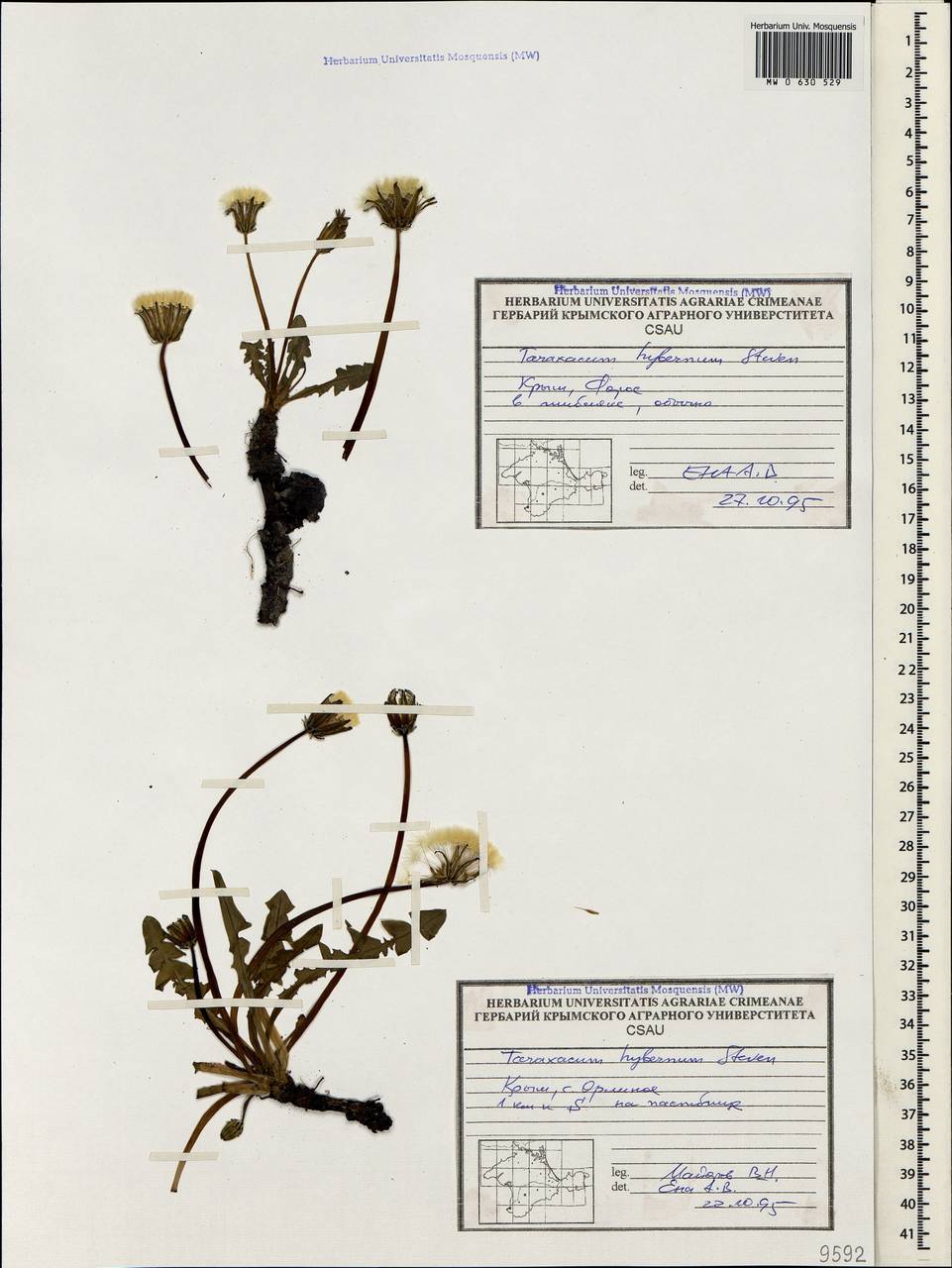 Taraxacum hybernum Stev., Crimea (KRYM) (Russia)