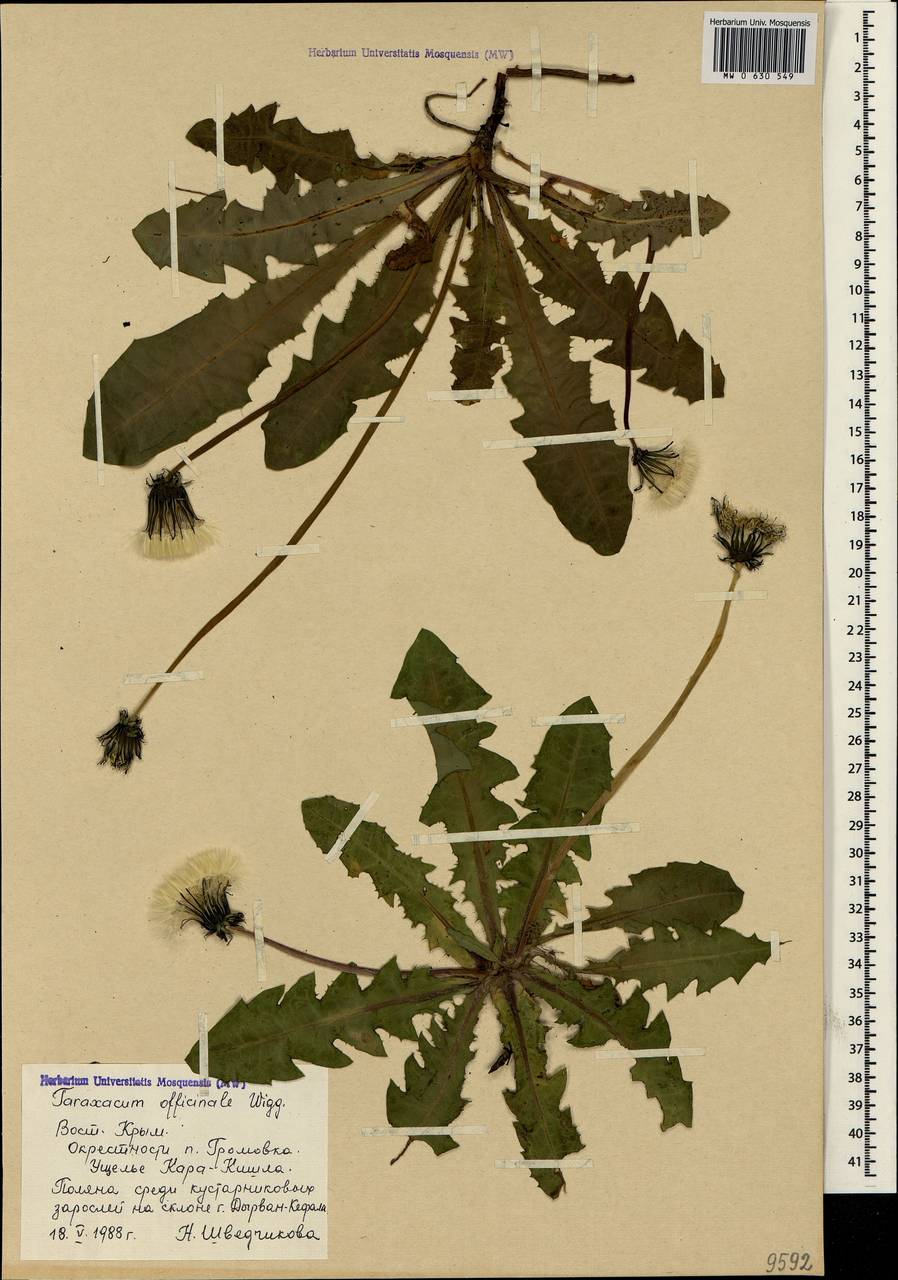 Taraxacum officinale Weber ex Wiggins, Crimea (KRYM) (Russia)
