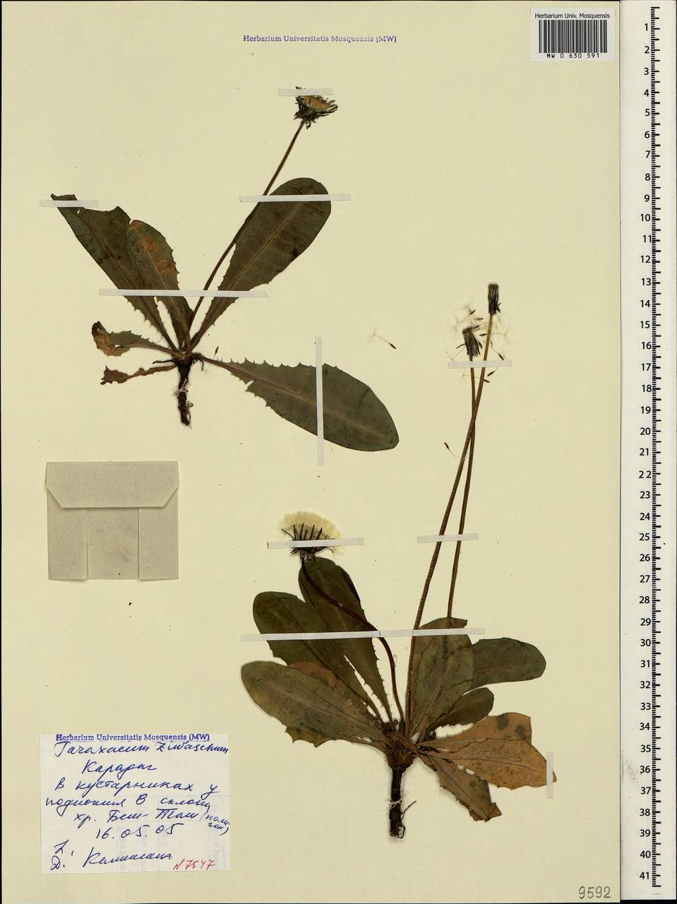 Taraxacum ziwaschum R. Doll, Crimea (KRYM) (Russia)