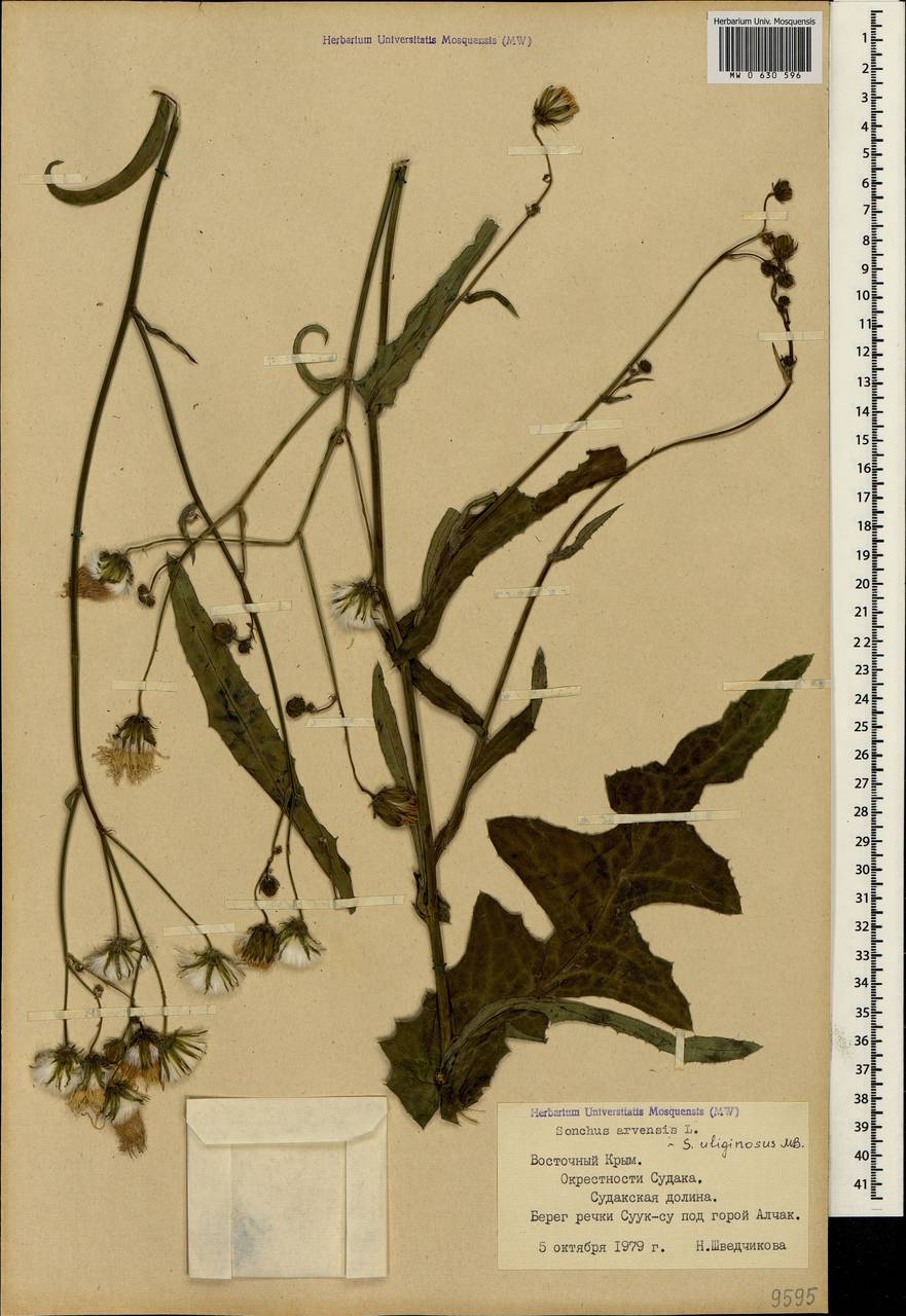 Sonchus arvensis subsp. uliginosus (M. Bieb.) Nyman, Crimea (KRYM) (Russia)