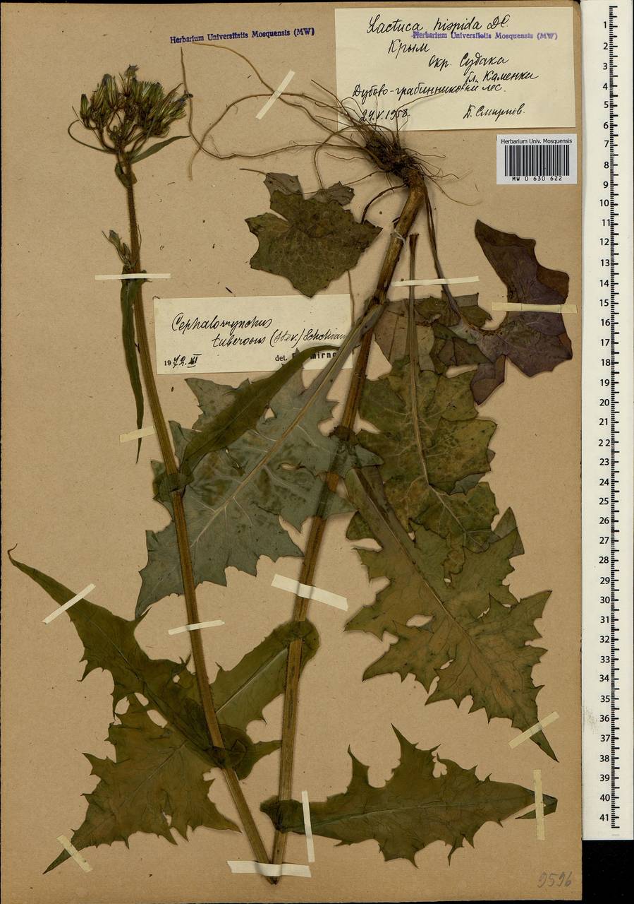 Lactuca hispida DC., Crimea (KRYM) (Russia)