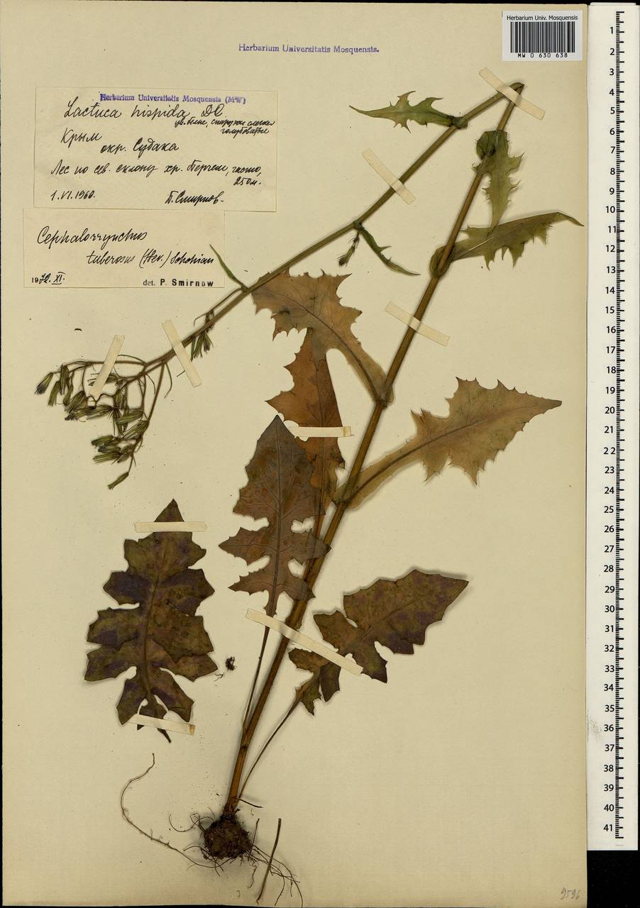 Lactuca hispida DC., Crimea (KRYM) (Russia)