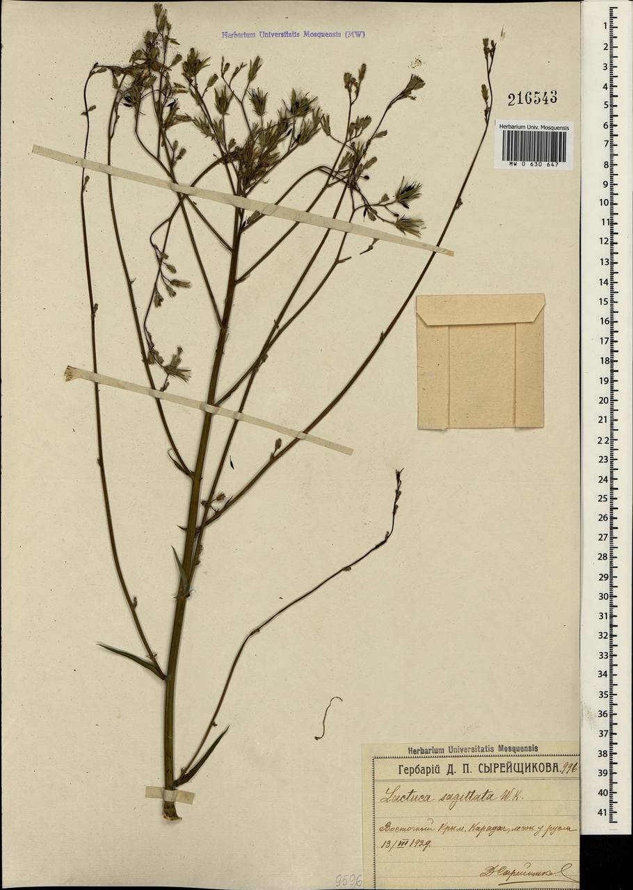 Lactuca quercina subsp. quercina, Crimea (KRYM) (Russia)