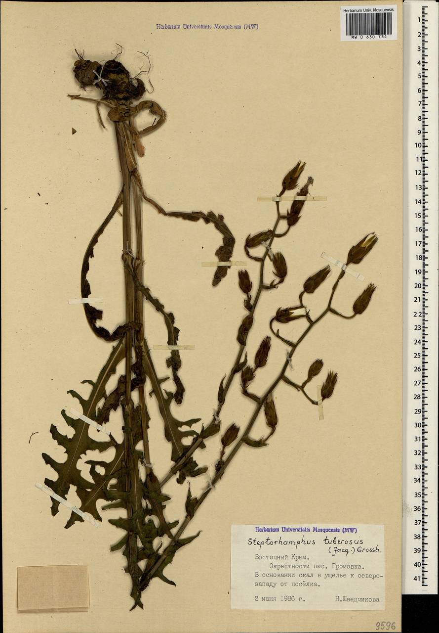 Lactuca tuberosa Jacq., Crimea (KRYM) (Russia)